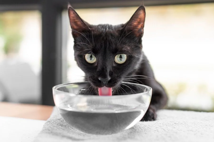 Hydration and Urinary Health Why Water Matters for Cats — Sleek