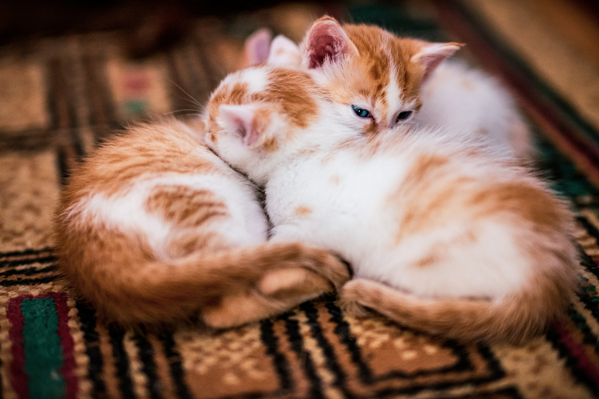 DIY Cat Toys That Encourage Exercise and Mental Stimulation