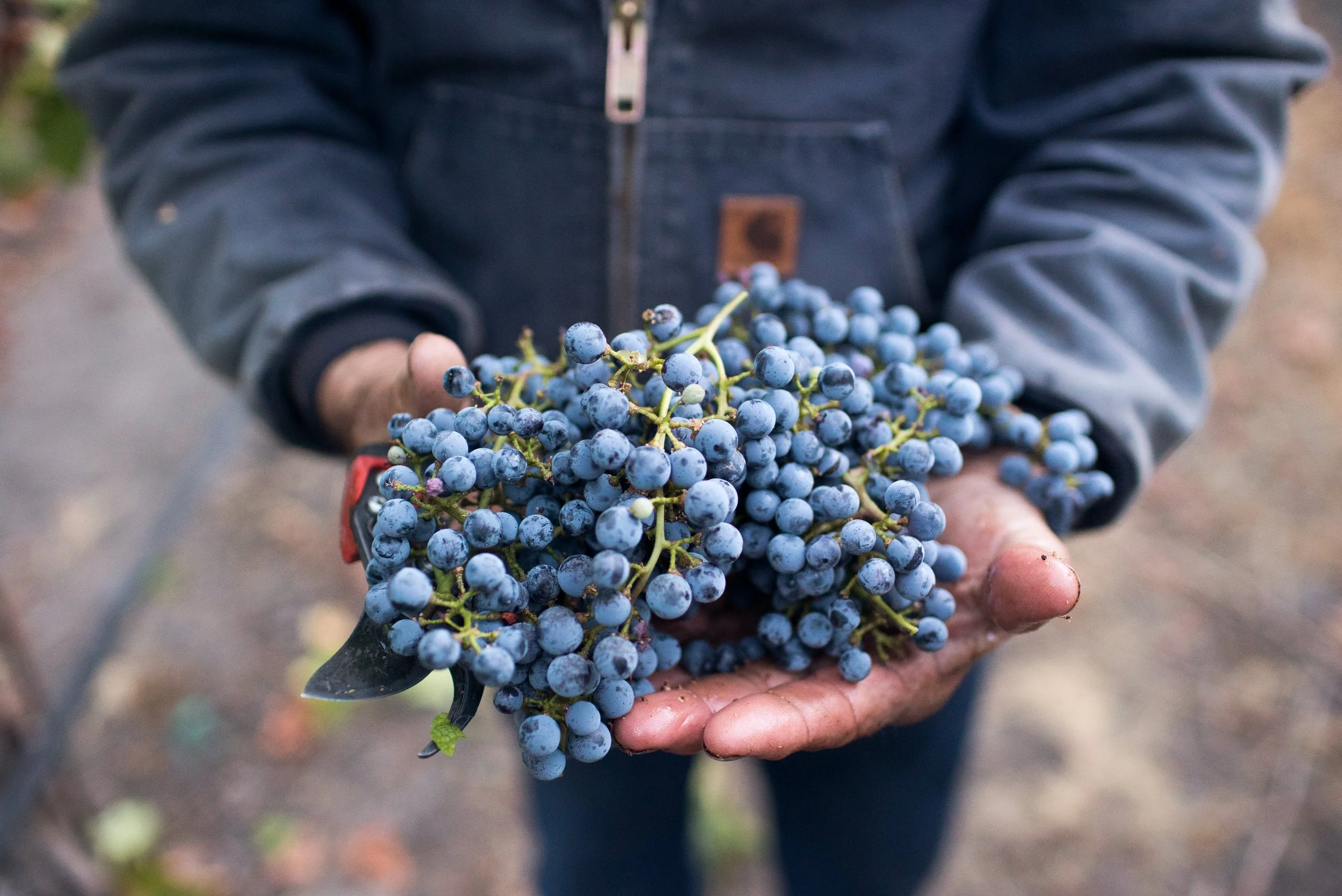 What to do in Paso Robles wine country