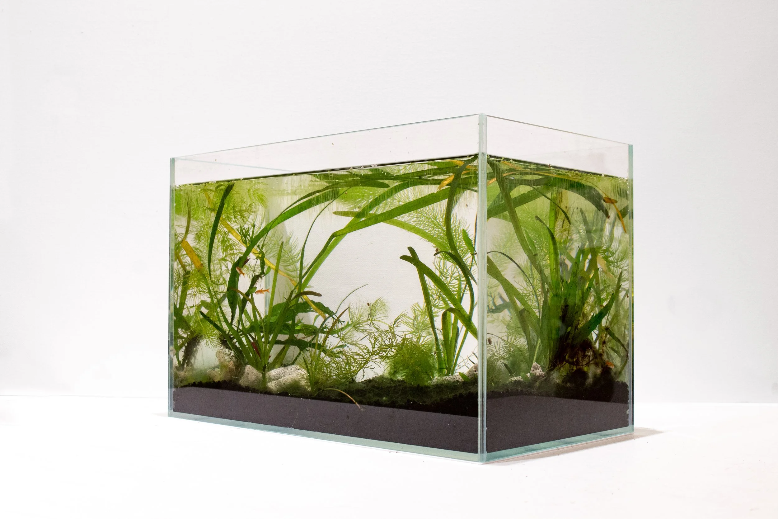 Xi_Self-sustaining aquarium_8x14x9_2025.jpg