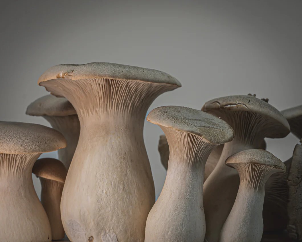TrumpetLightbox_530x@2x.jpg