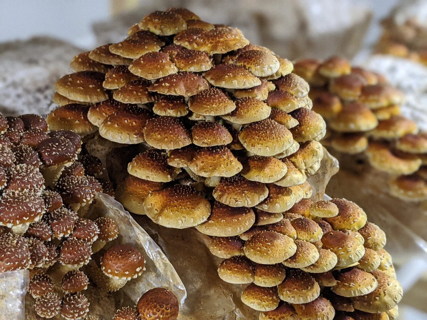 ChestnutMushroom_1445x.jpg