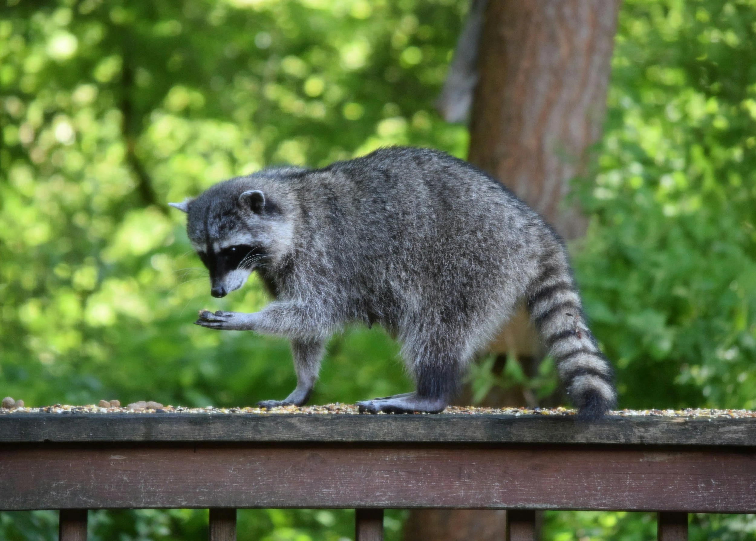 A raccoon standing on a wooden railing in a forested area, looking down at its paw.