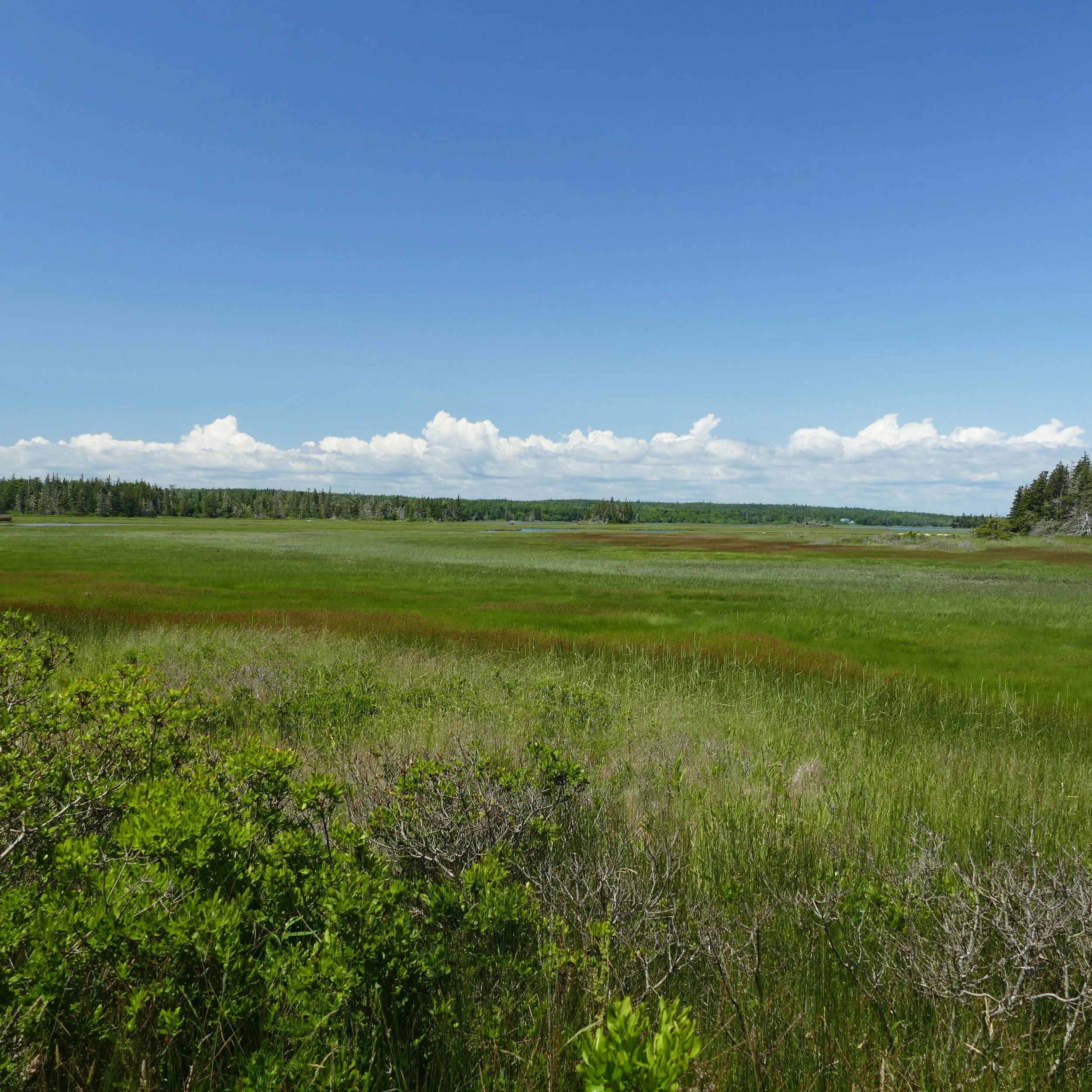 Day 224…marsh land