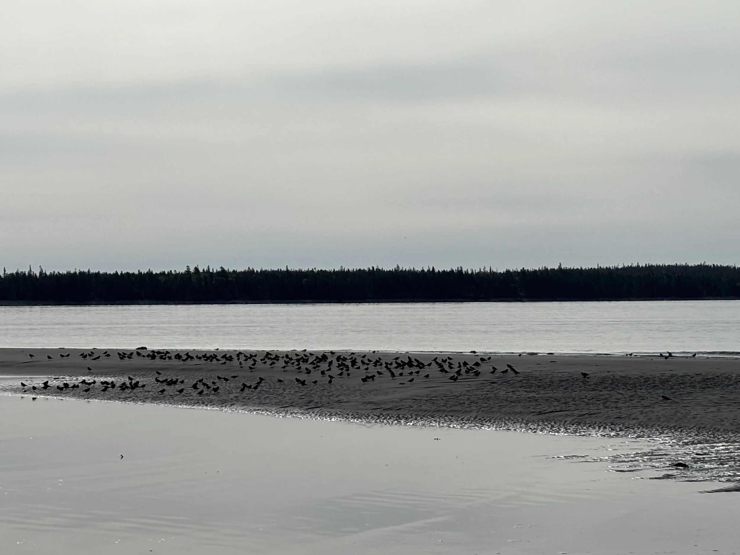 Day 258…piping plovers
