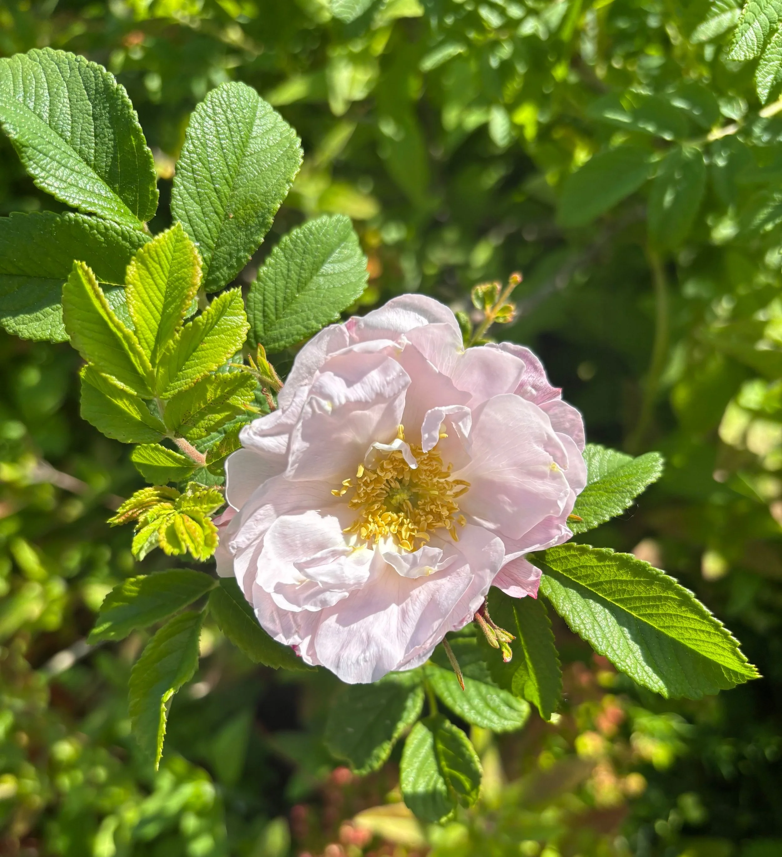 Day 212…palest pink