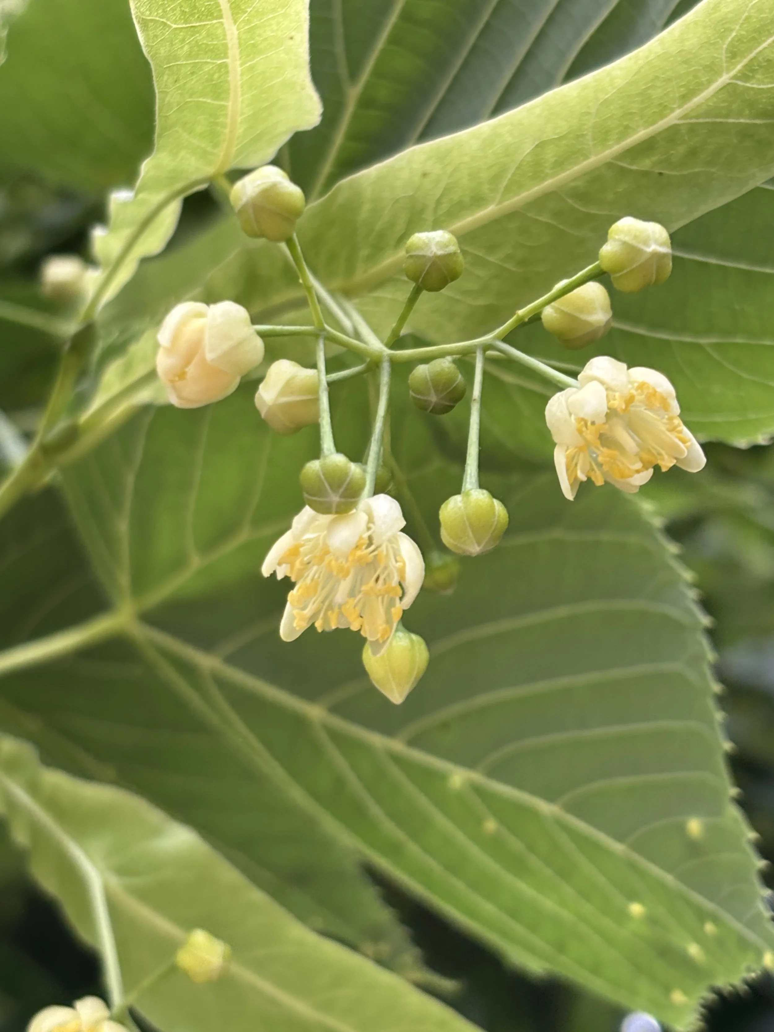Day 225…basswood