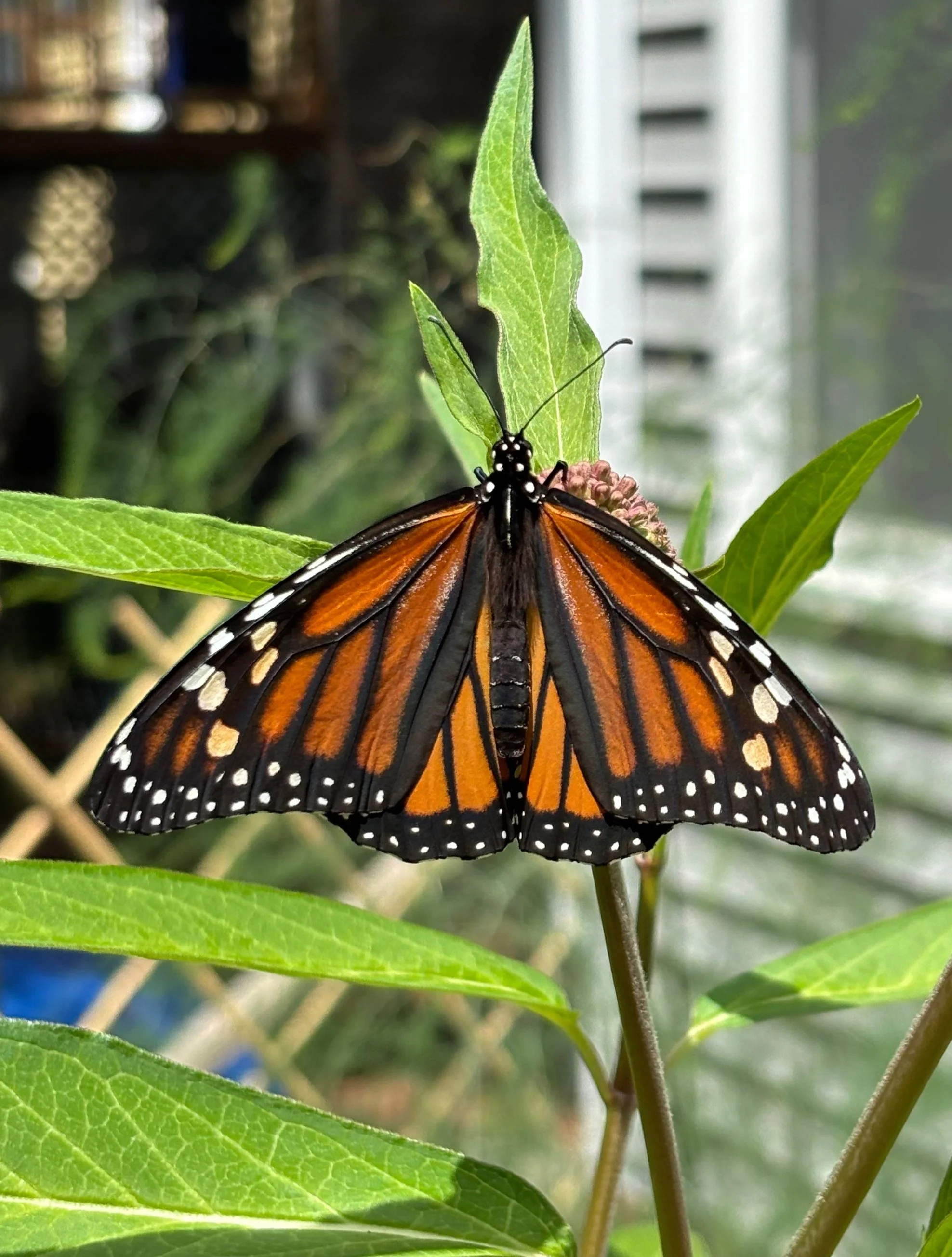 Day 233…monarchs and milkweed