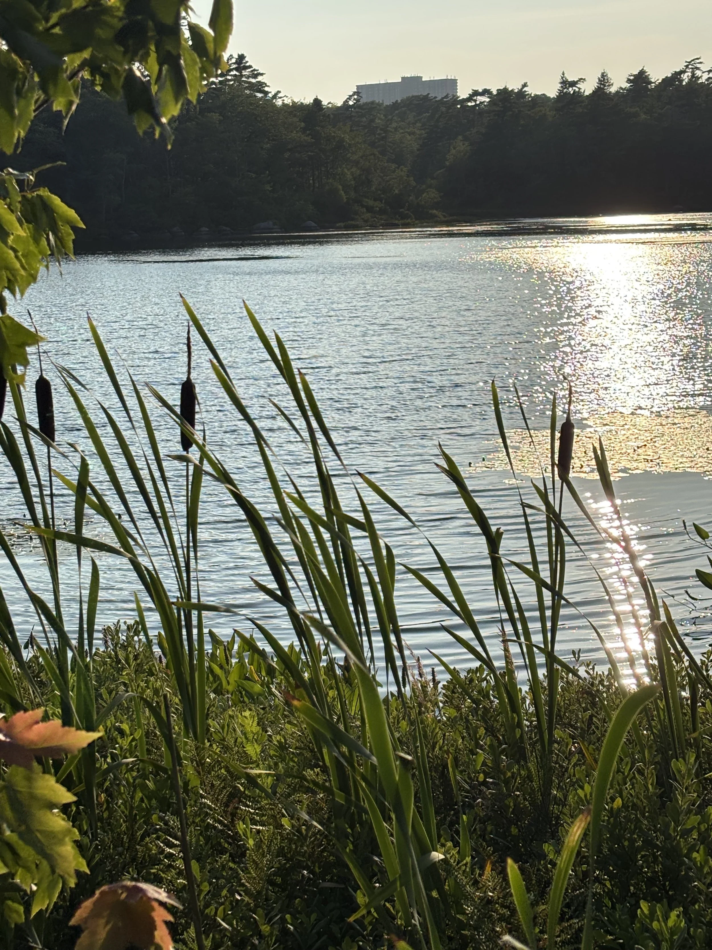 Day 248…cattails