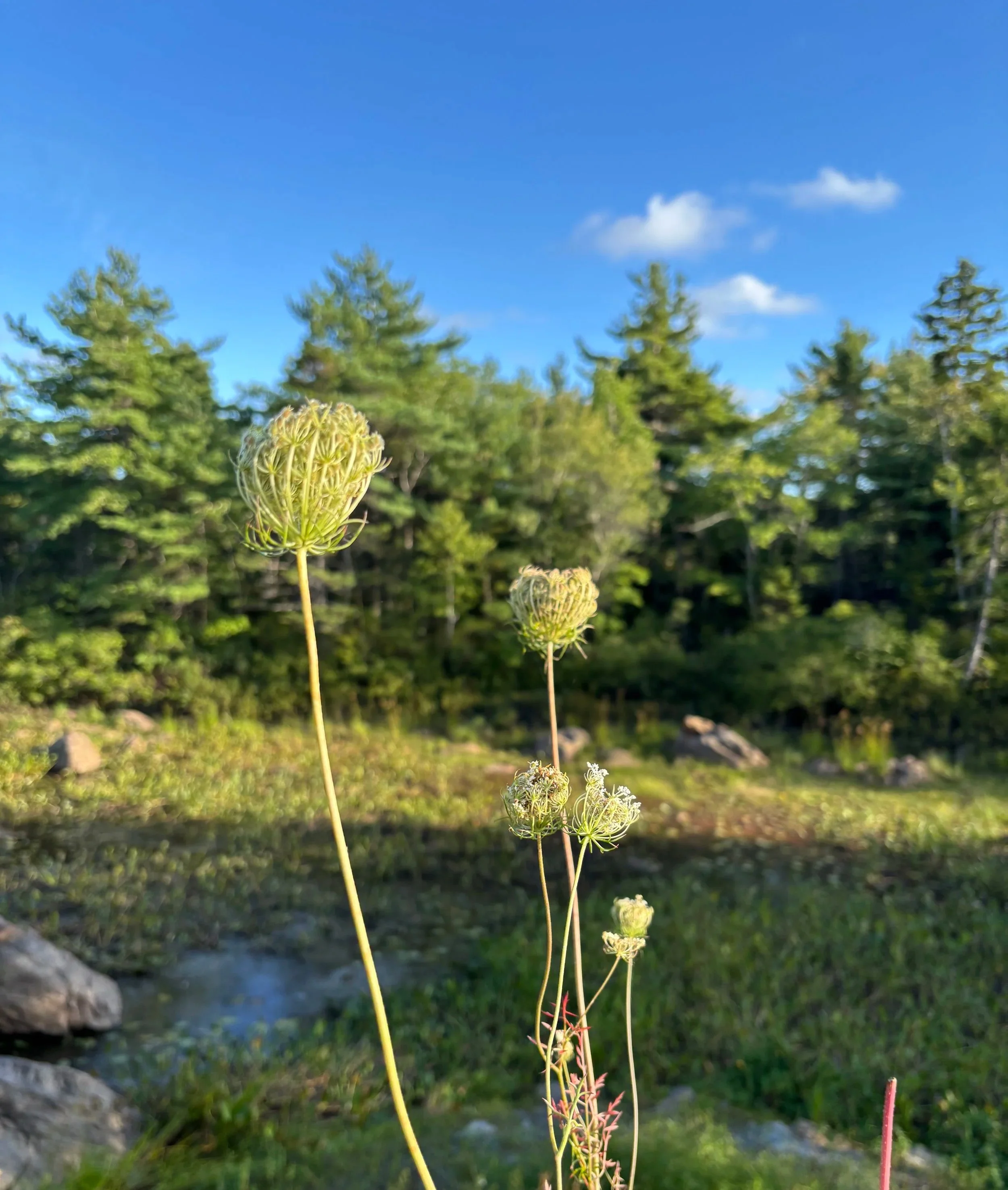 Day 288…wild carrot