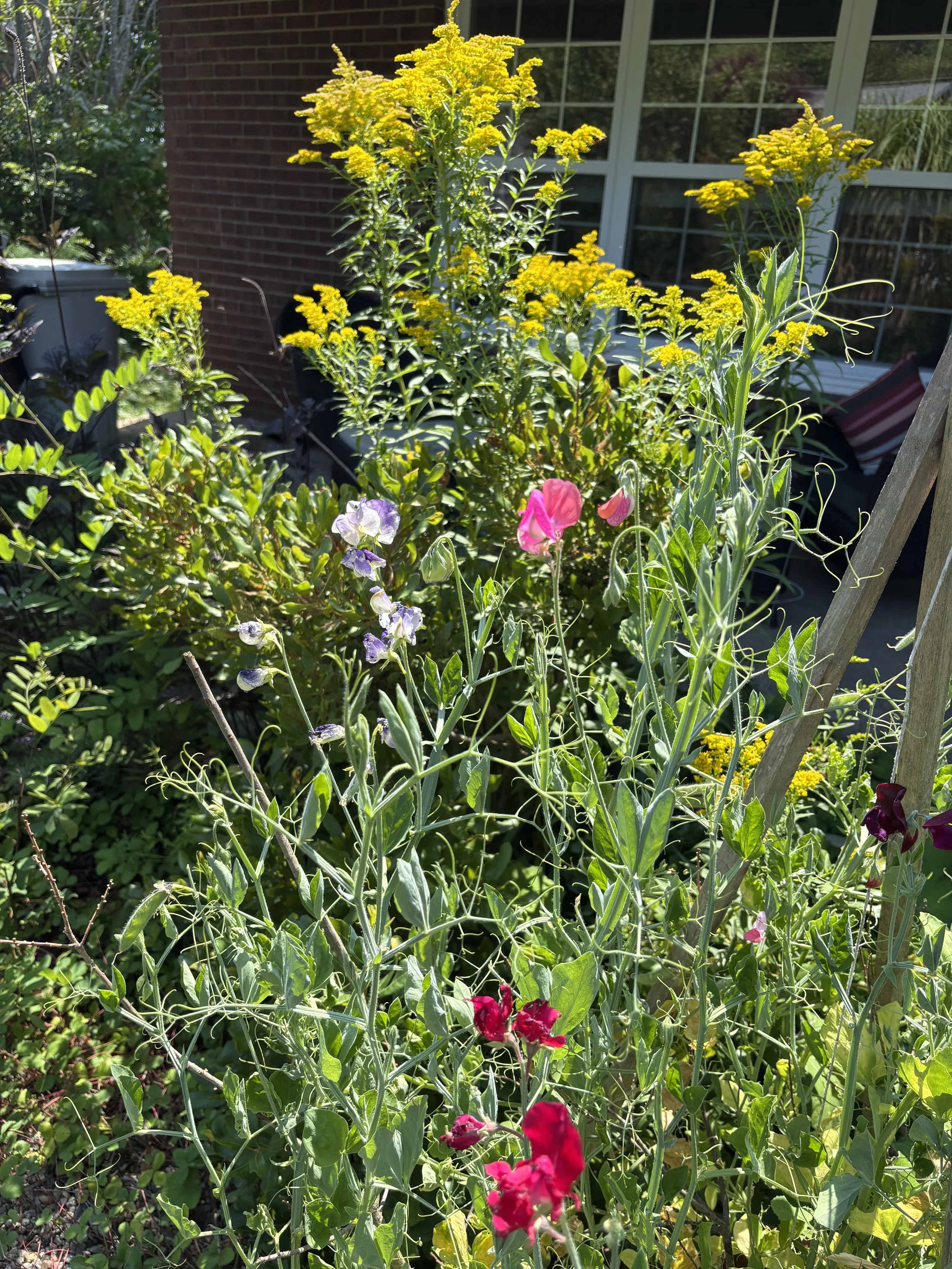 Day 263…sweet peas