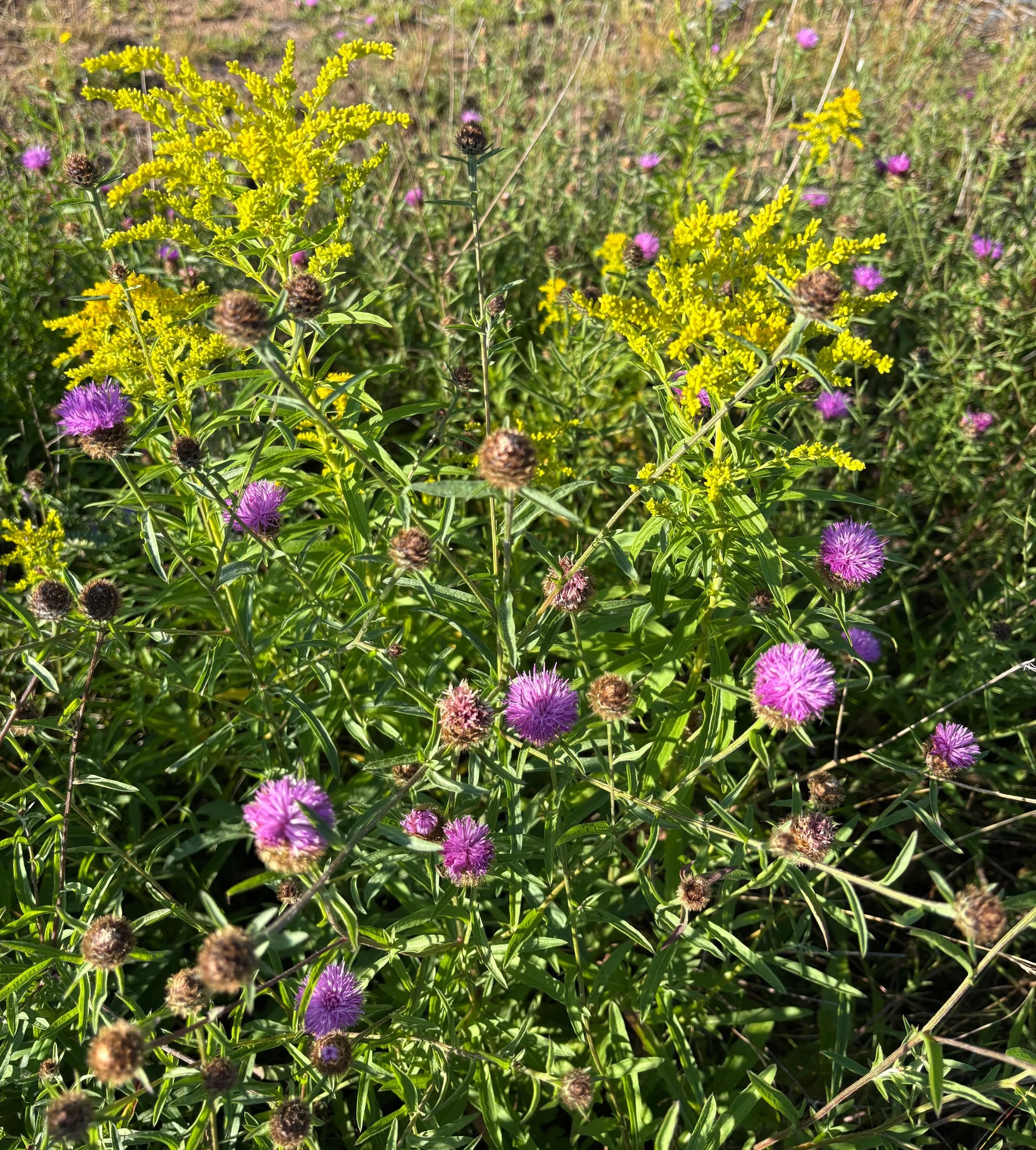 Day 238…yellows and purples