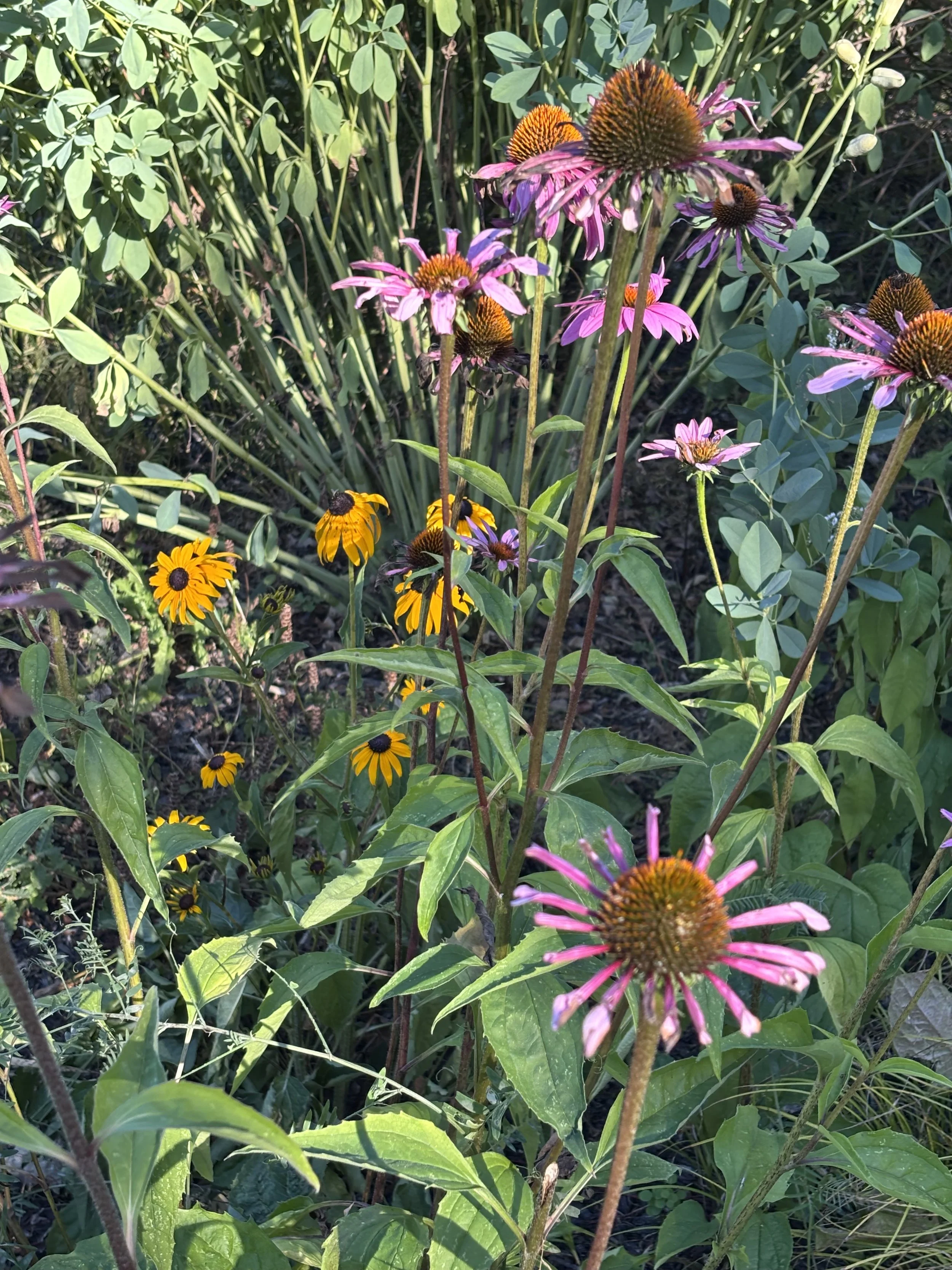 Day 266…Rudbeckia and Purple coneflower