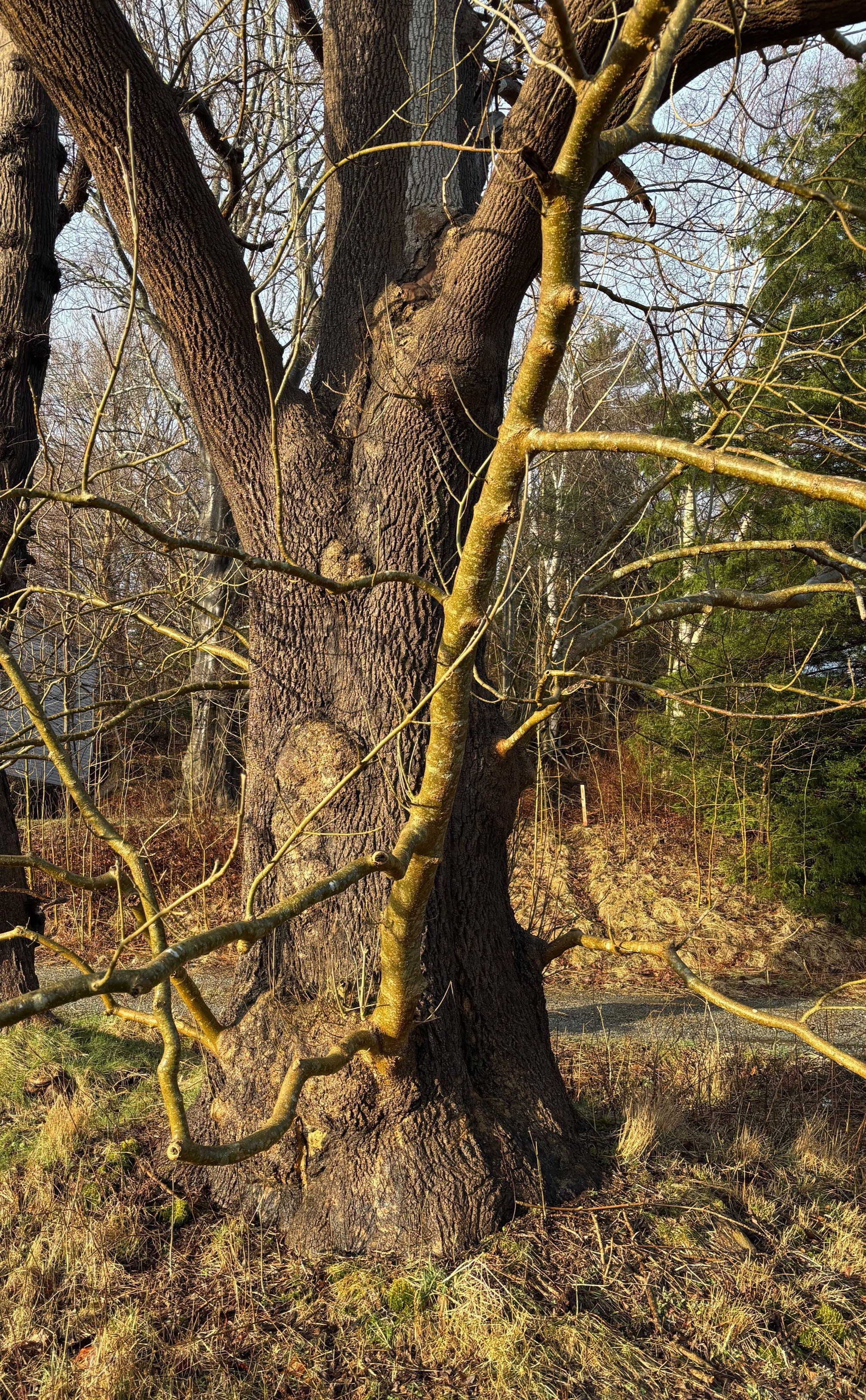 Day 140…wise trees