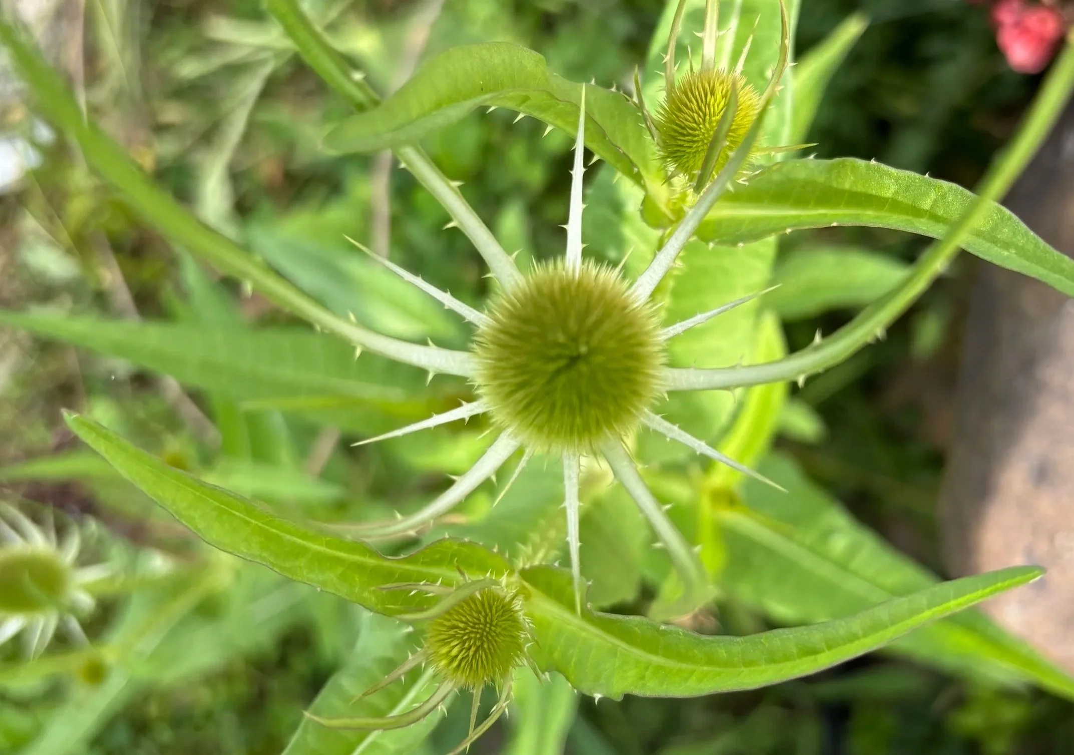 Day 240…wild teasel
