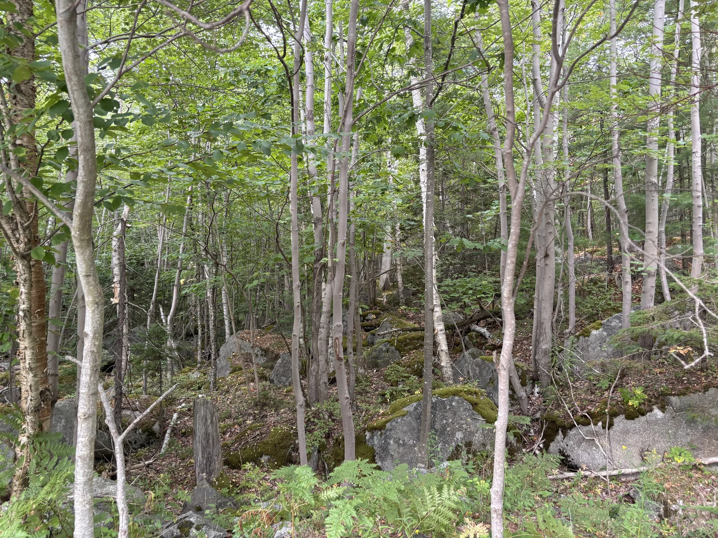 Day 271…the forest