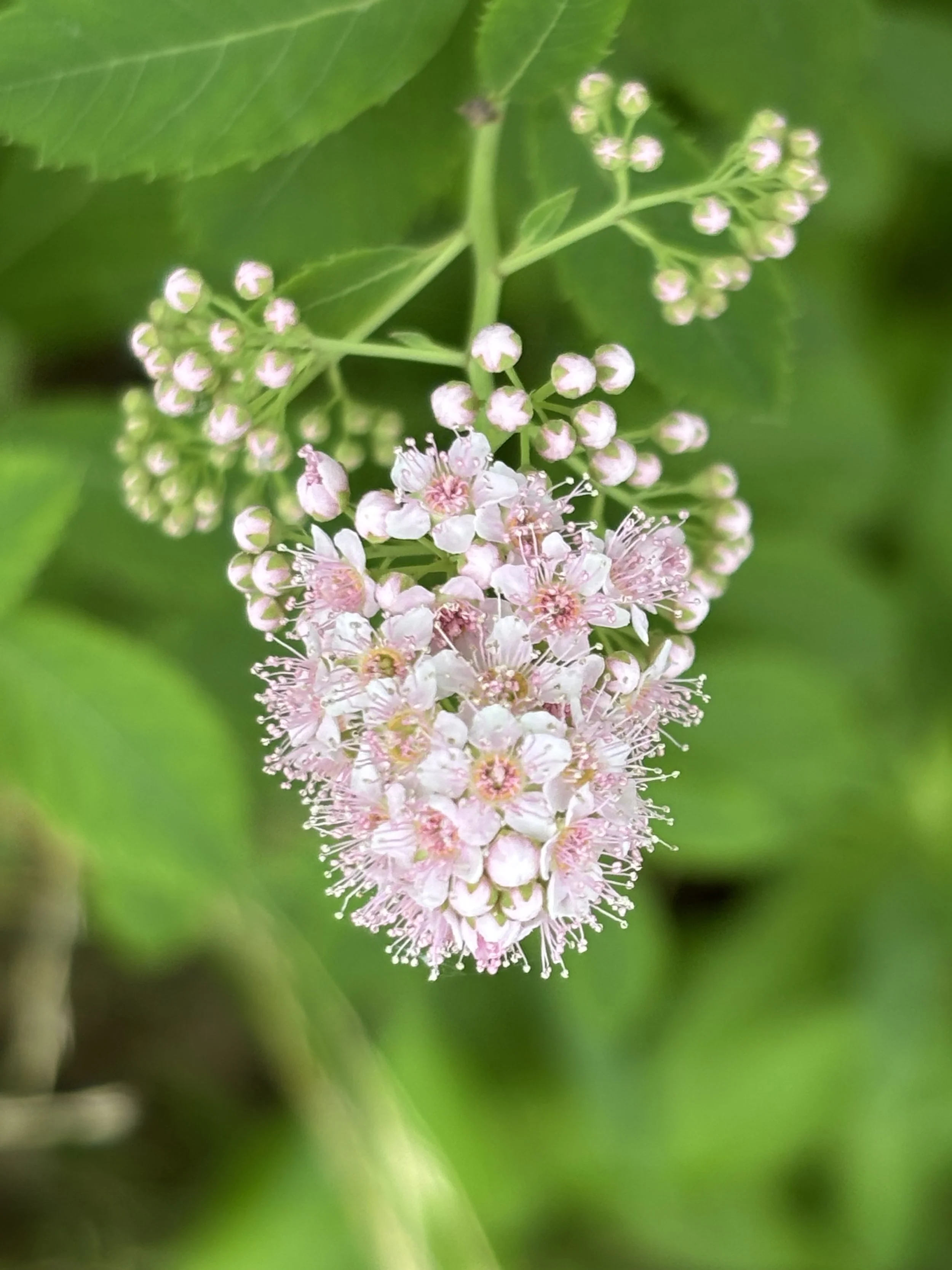 Day 228…spirea