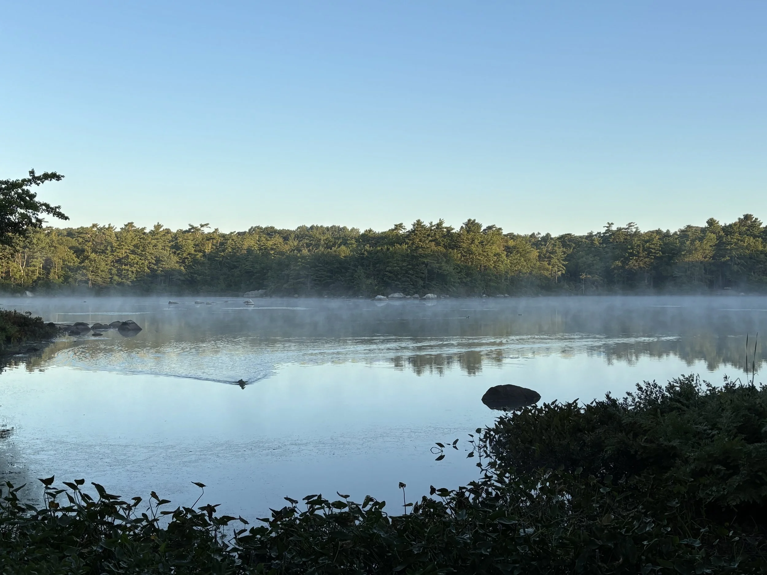 Day 285…pond fog