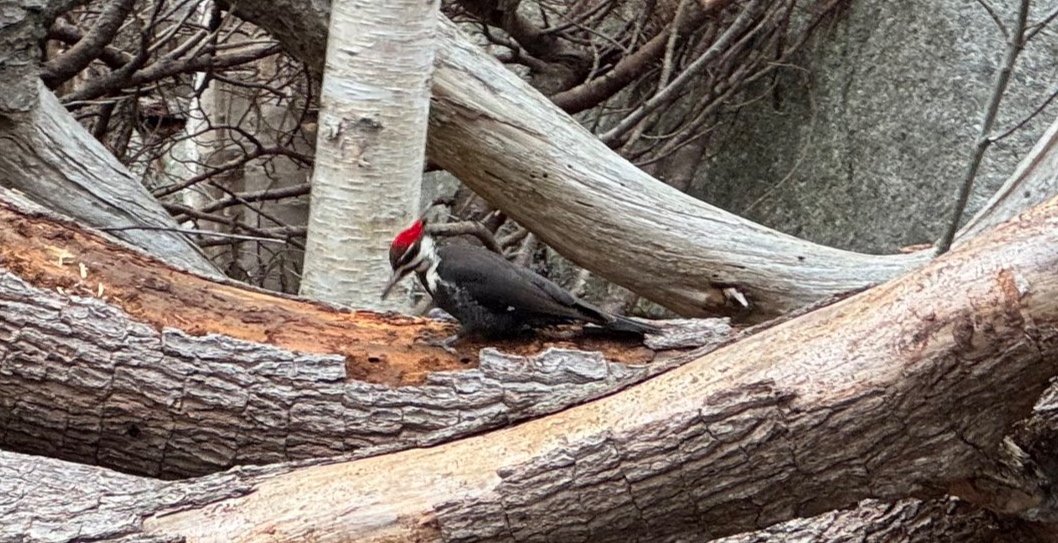 Day 154…pileated woodpecker