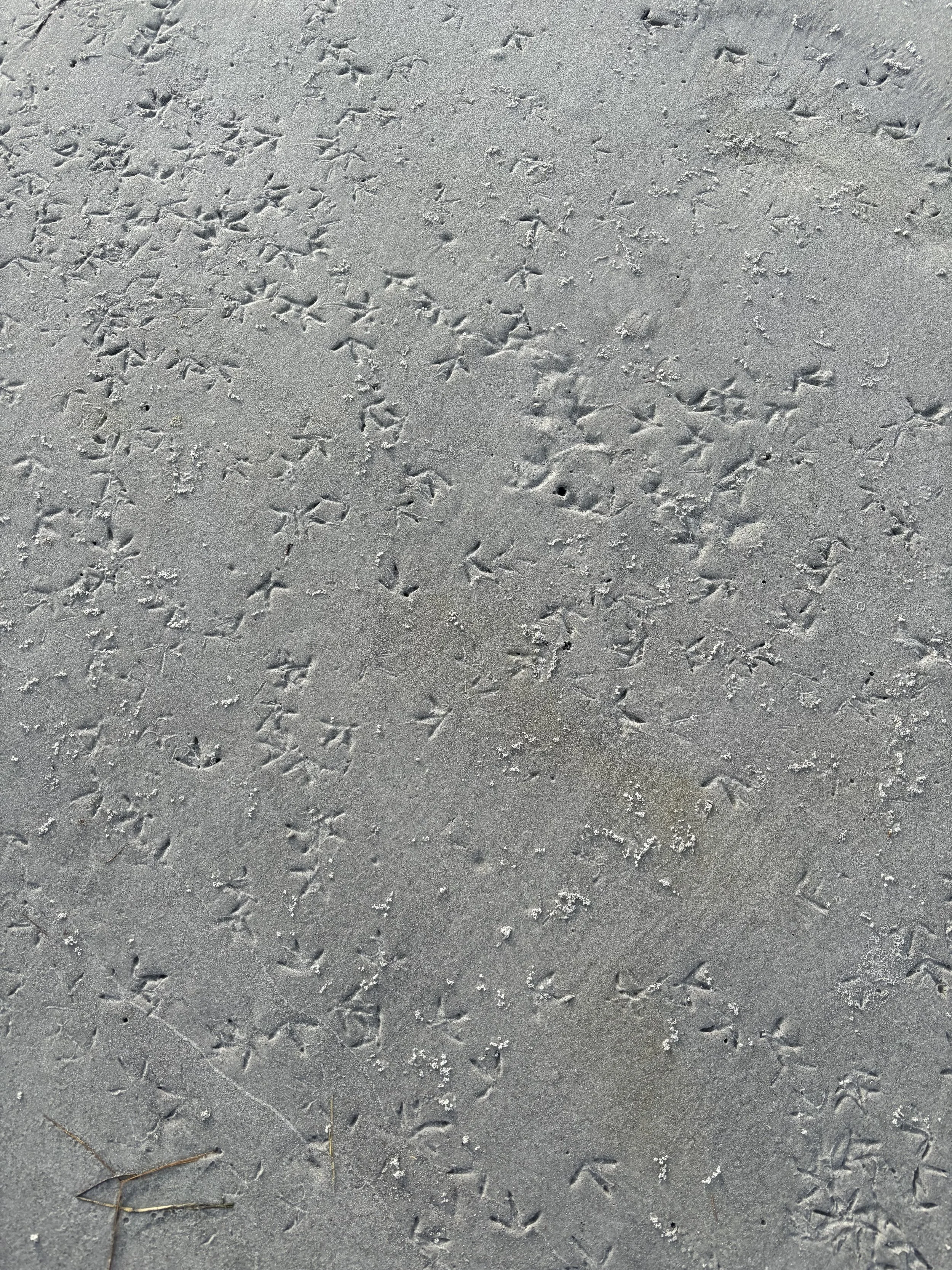 Day 264…plover prints