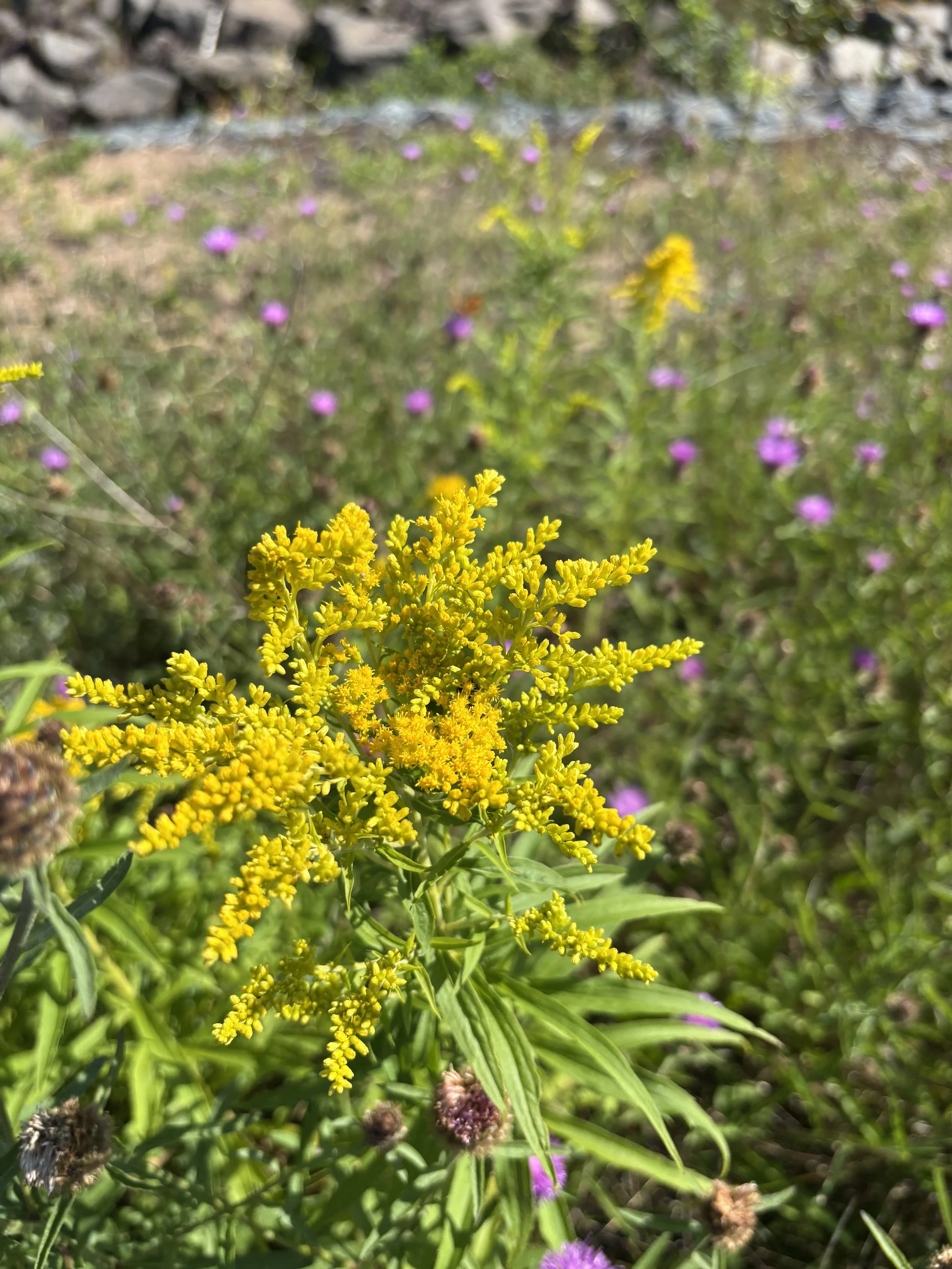 Day 241….goldenrod