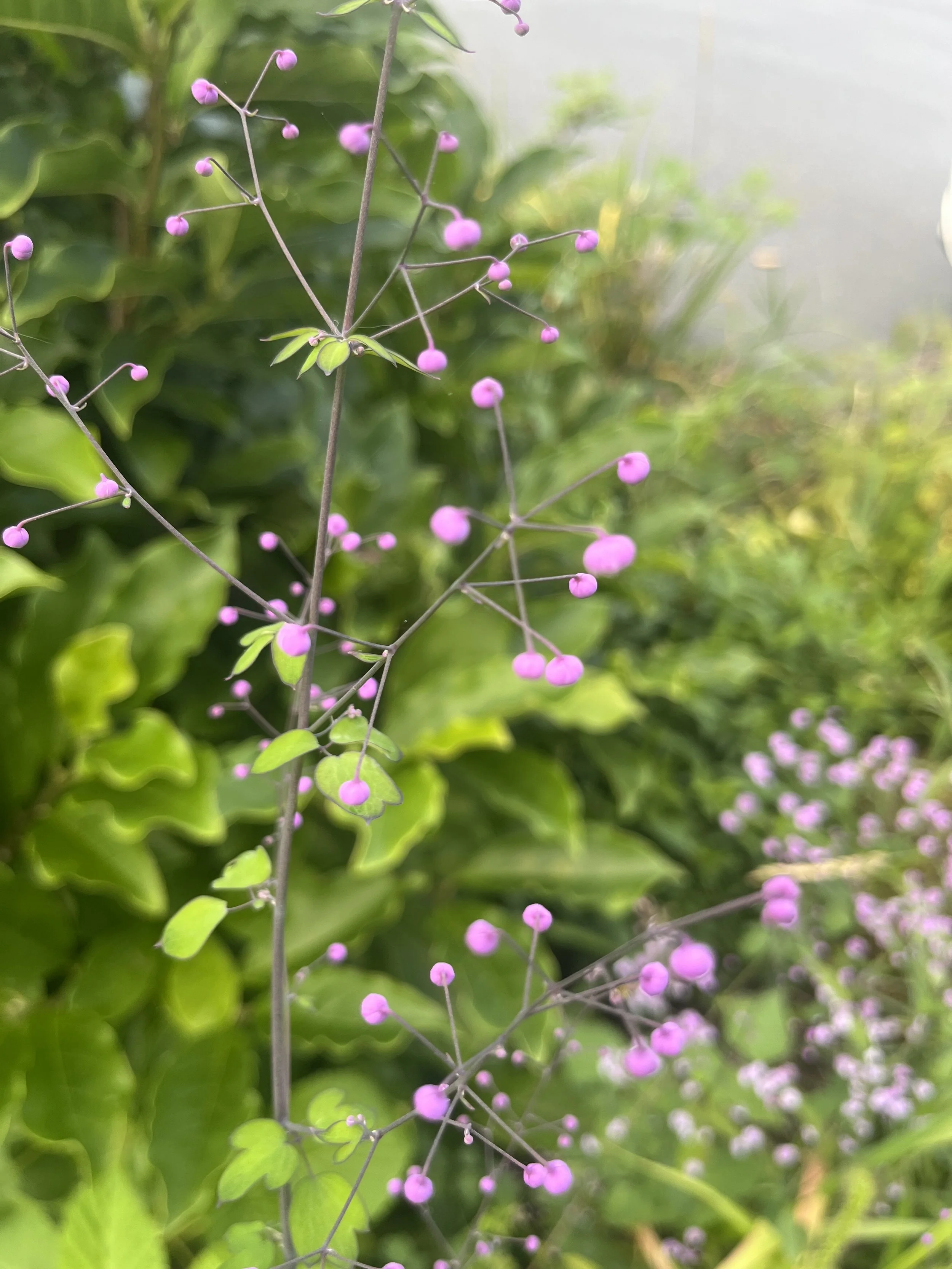 Day 274…thalictrum
