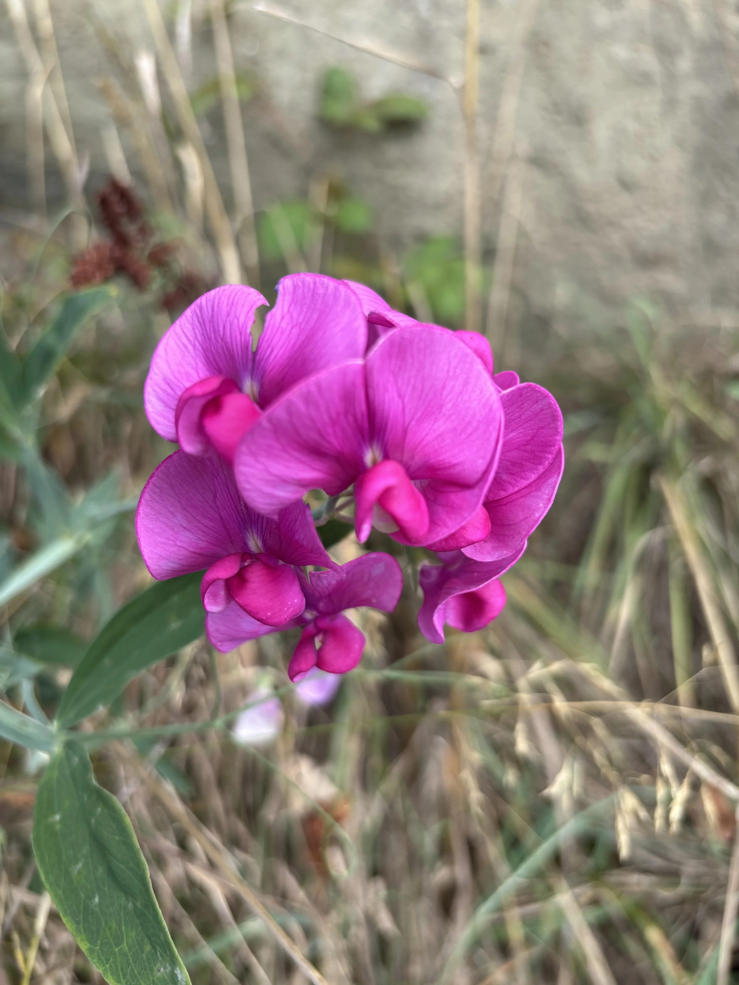 Day 293…everlasting pea