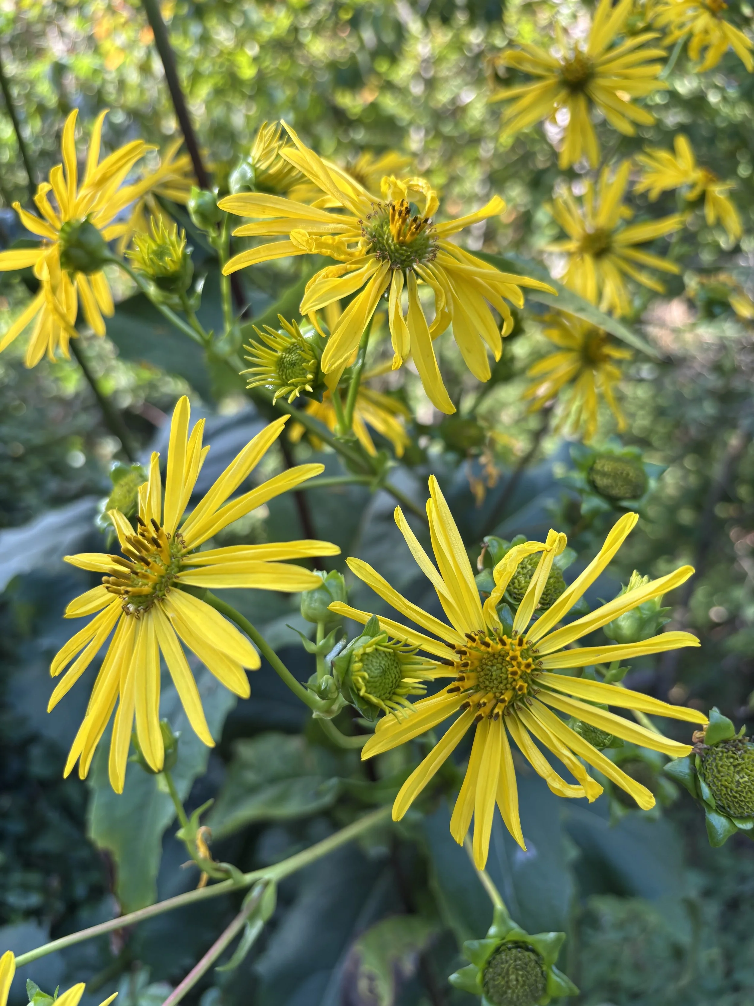 Day 280…Compass plant