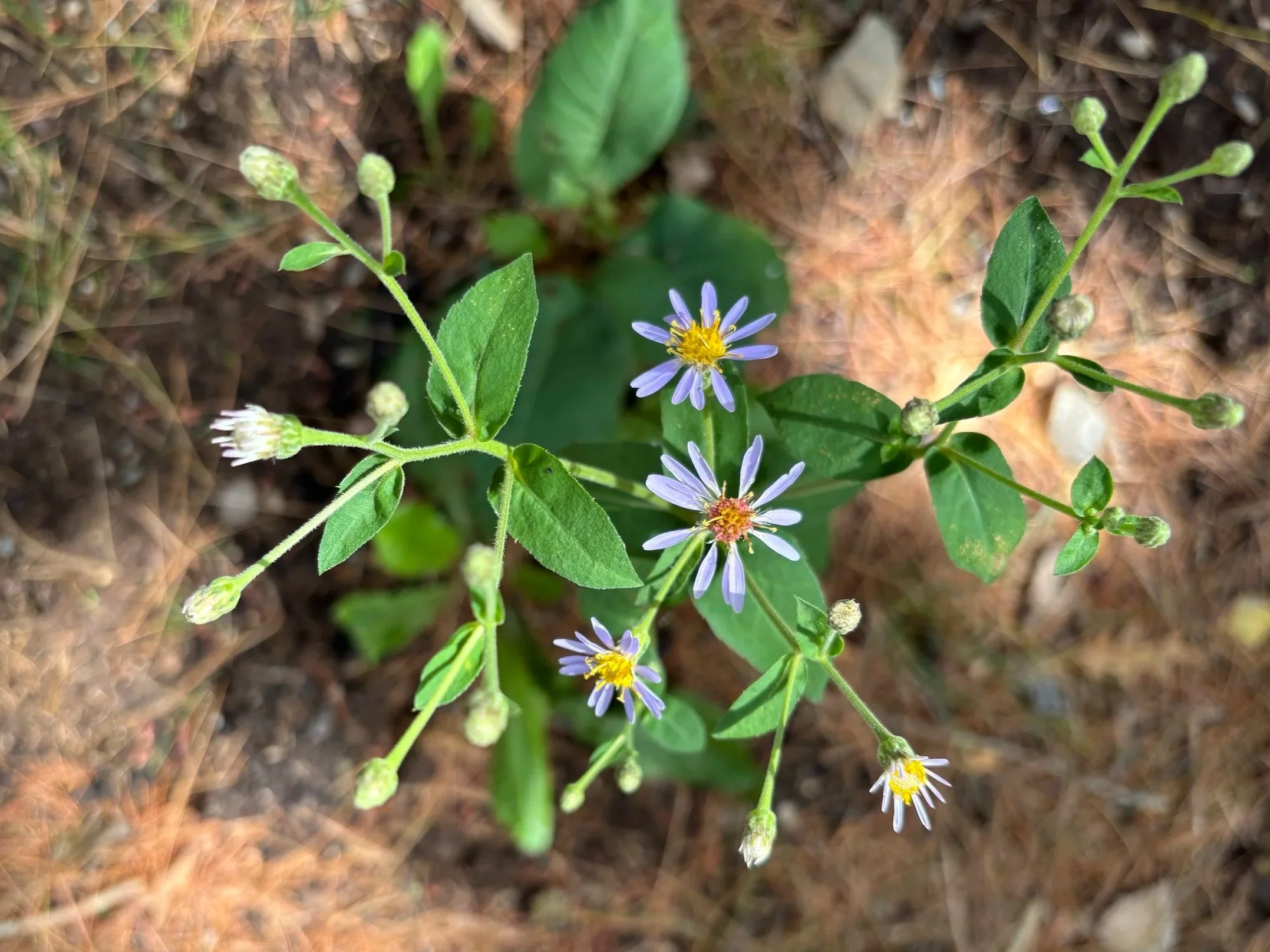 Day 268…big leaf aster