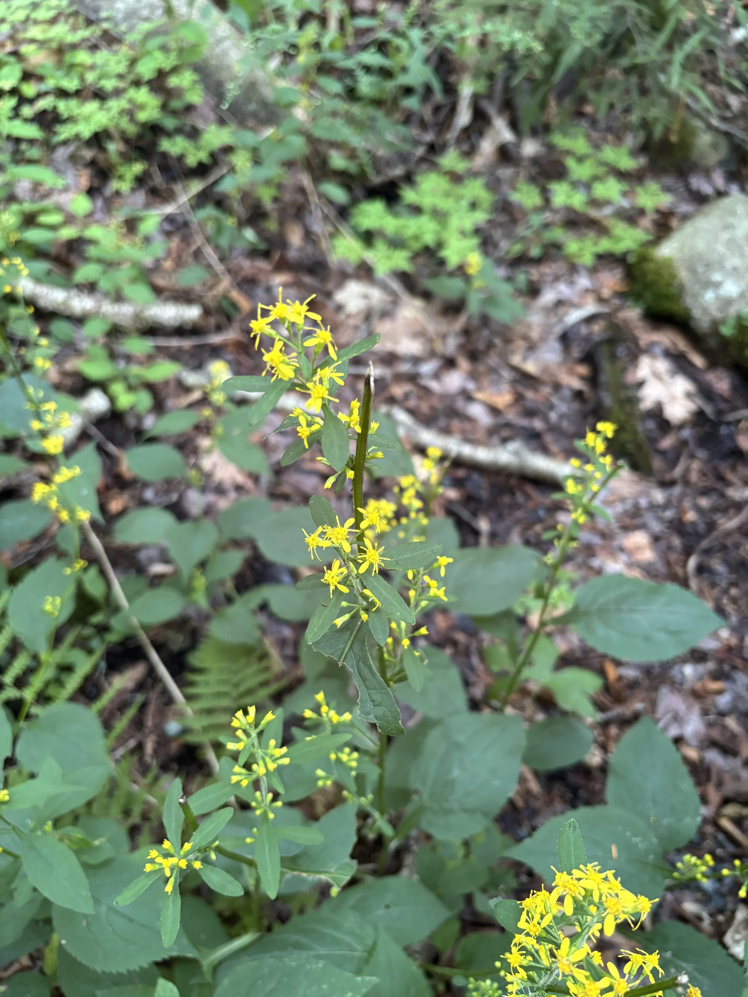 Day 282…broadleaved goldenrod