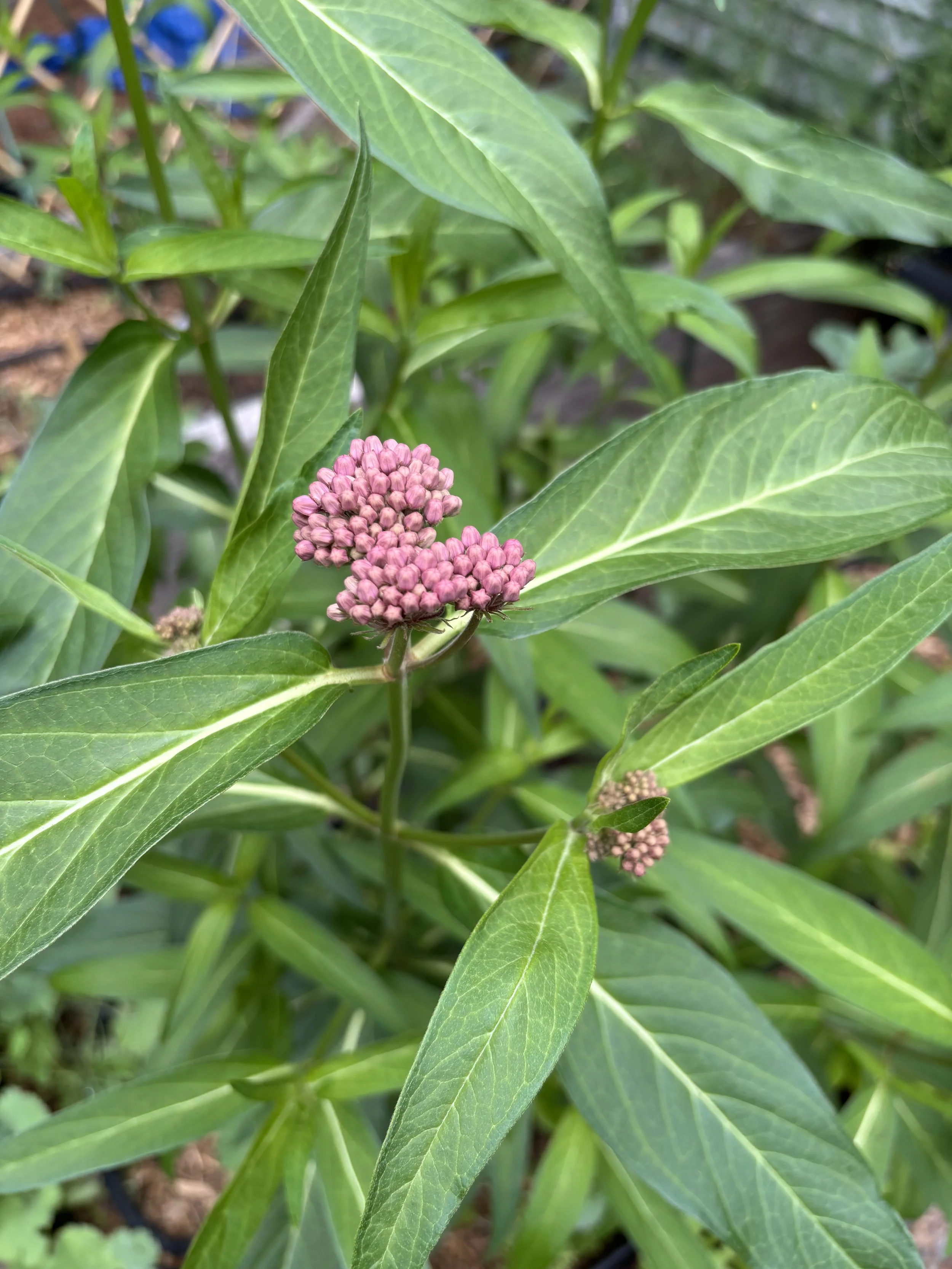 Day 229…swamp milkweed