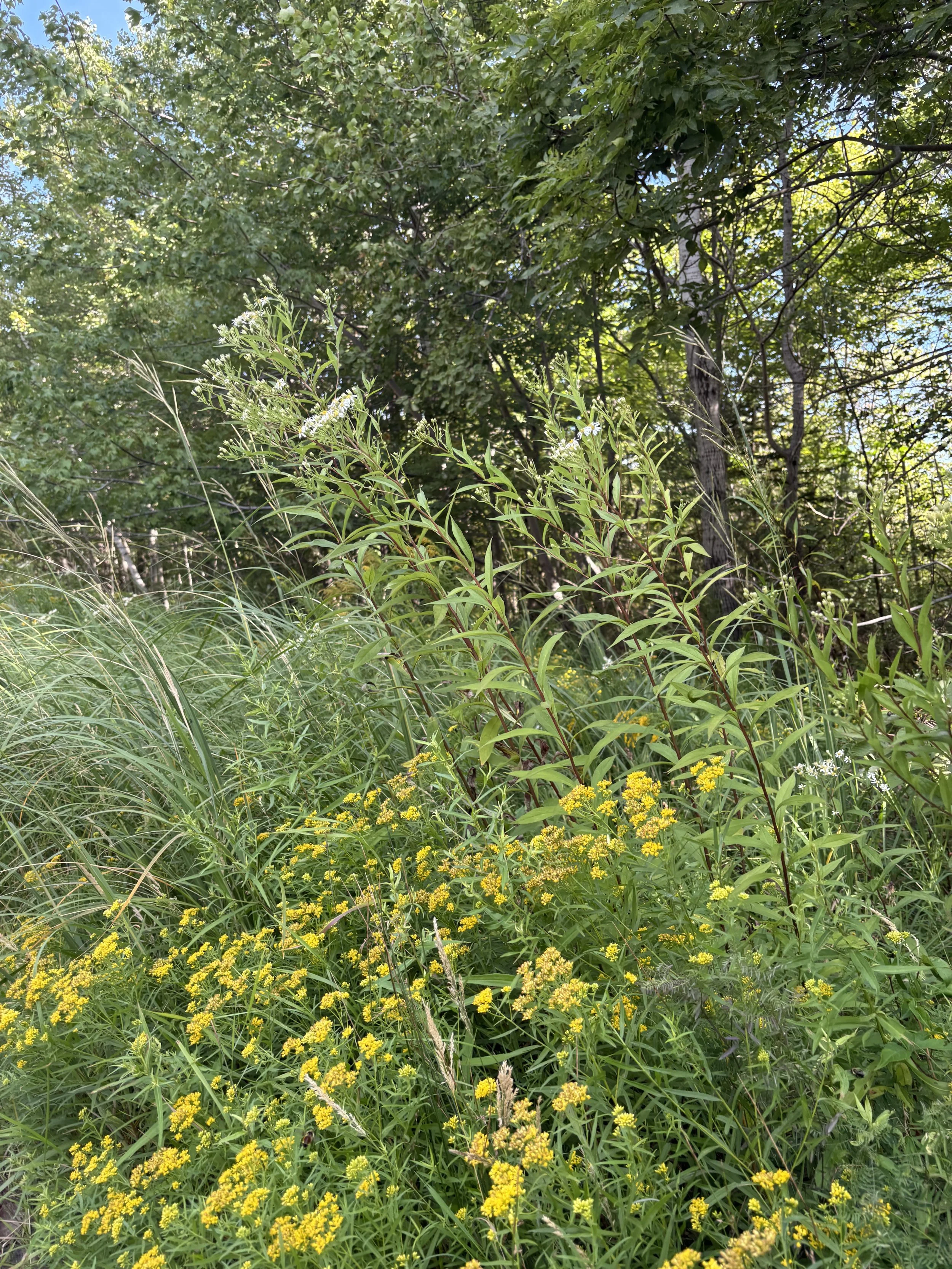 Day 272…golden rod and Queen Anne’s lace
