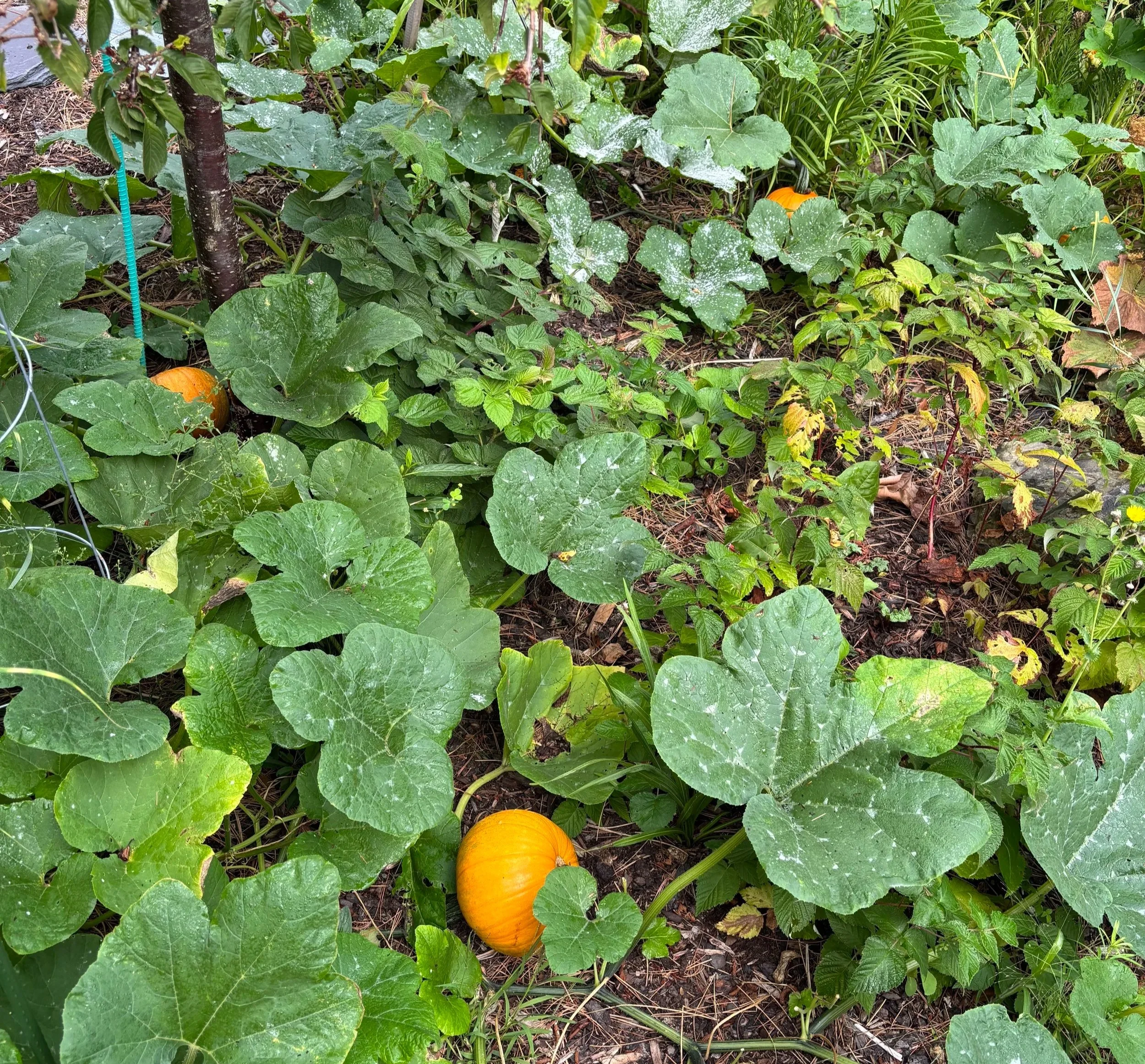 Day 286…pumpkins