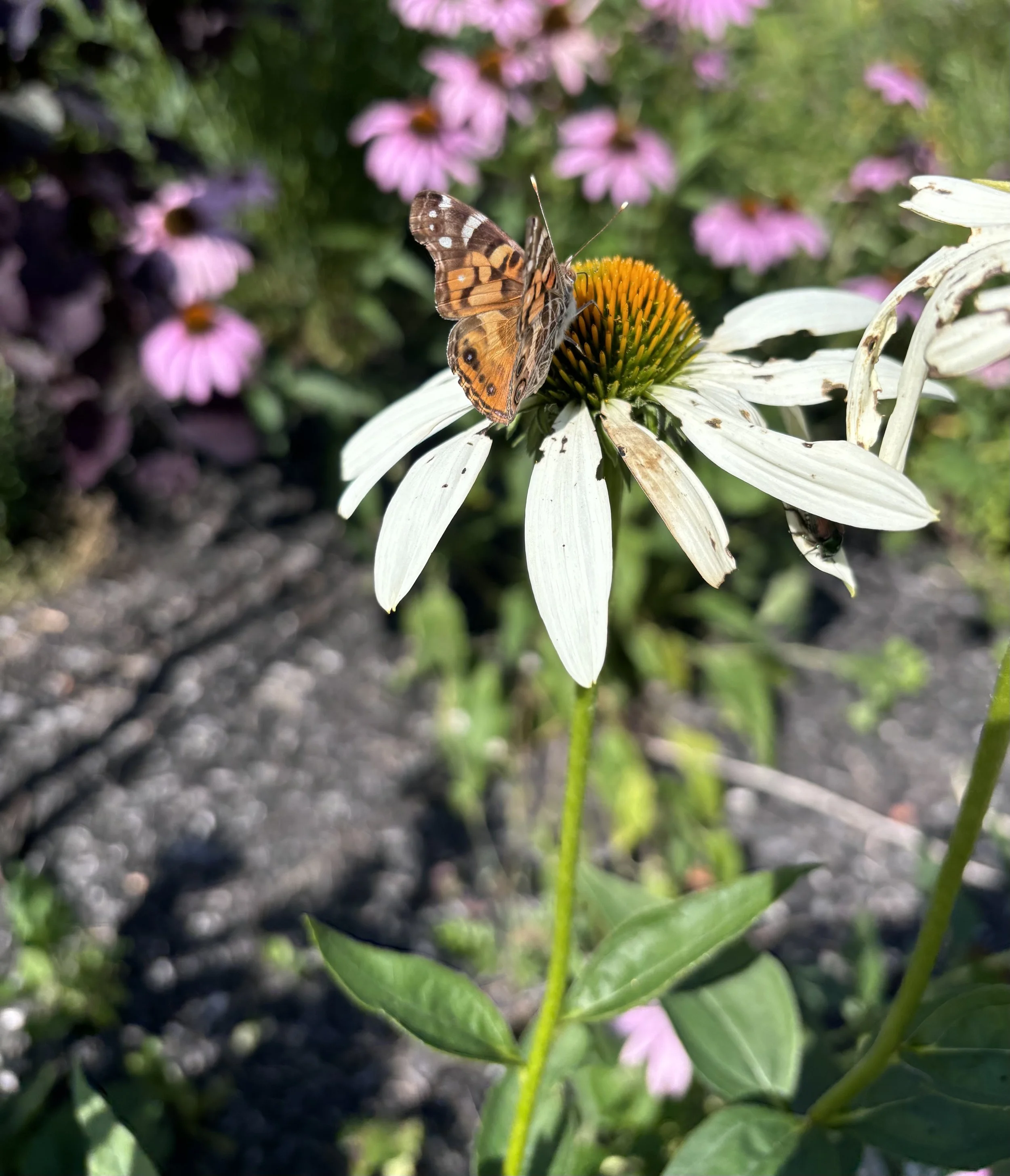 Day 273…painted ladies and purple coneflowers