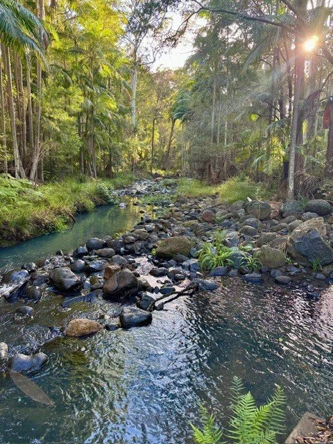 STL 2026 rainforest 2.jpg