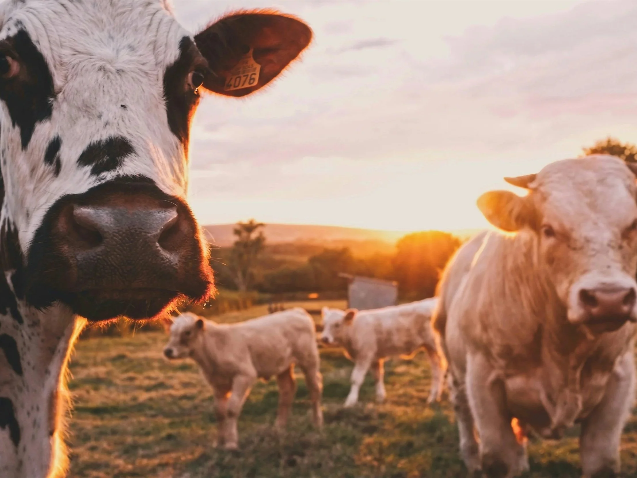 Nevada Gets Modest Federal Farm Aid, Focused on Livestock and Disaster Relief