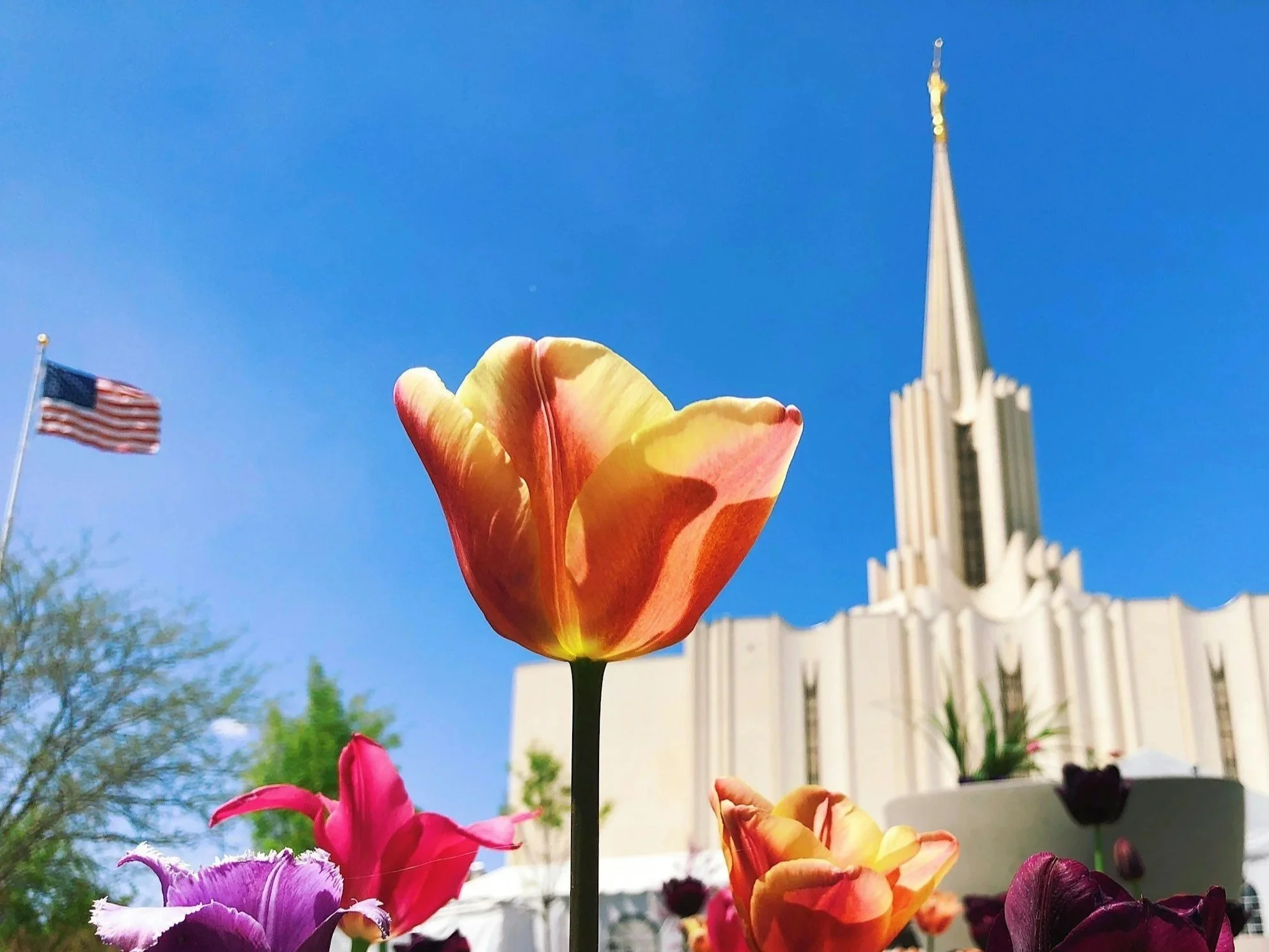 Nevada’s Mormon Voters Shape Elections with High Turnout 