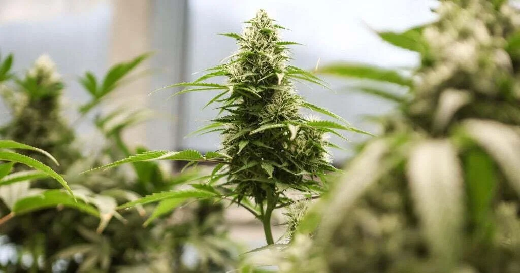 The Justice Department reclassified state-licensed medical marijuana and FDA-approved products as Schedule III drugs, easing federal restrictions on research, taxes, and banking. Recreational use remains illegal under federal law.
Nevada, which legal