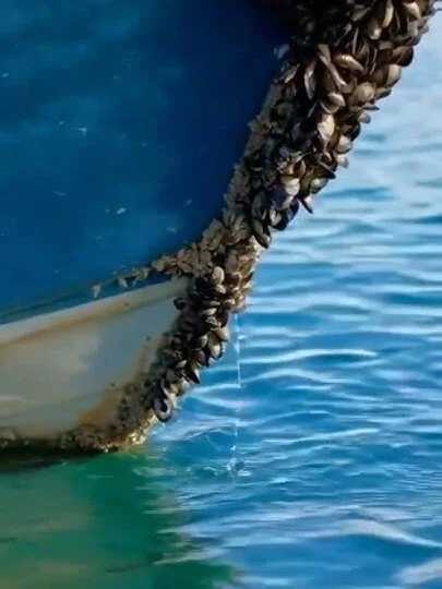 Nevada's Bipartisan Fight to Protect Lake Tahoe: https://youtube.com/shorts/K2oKRxGf4VM?si=-PViKQnc86XOO51S