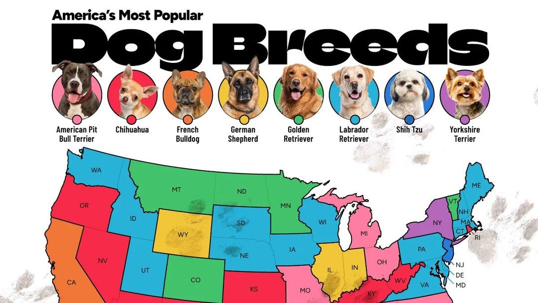 Nevada&rsquo;s top dog breed is the Chihuahua, per a Visual Capitalist map of 1.2M+ insurance records (2022&ndash;25).

Src. https://www.visualcapitalist.com/mapped-favorite-dog-breed-by-u-s-state/