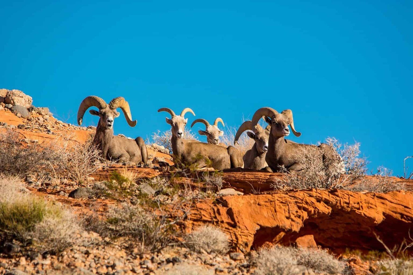 Every state has an official animal. Nevada designated the Desert Bighorn Sheep as its state animal in 1973 through legislation (AB 139, now NRS 235.070). A symbol of the state&rsquo;s harsh terrain, the sheep can survive three days without water in 1