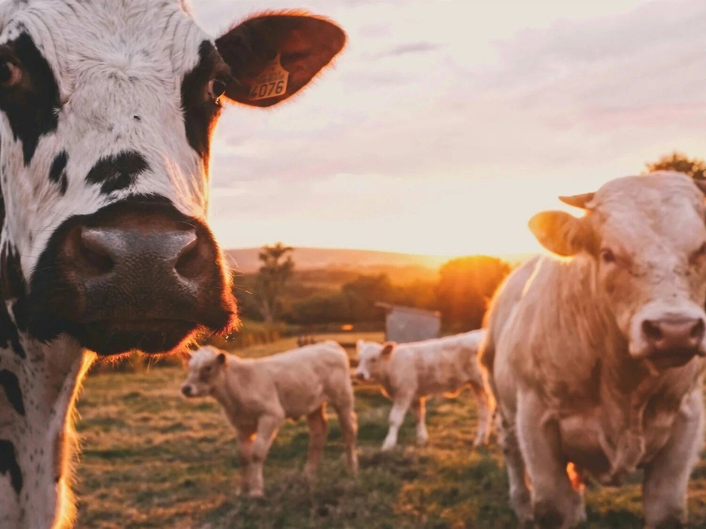 According to the Department of Agriculture, Americans drink less milk than they used to, but they eat a lot more cheese and yogurt. Nevada has only a handful of dairies, and most of that milk already goes into cheese and other foods, not the carton i