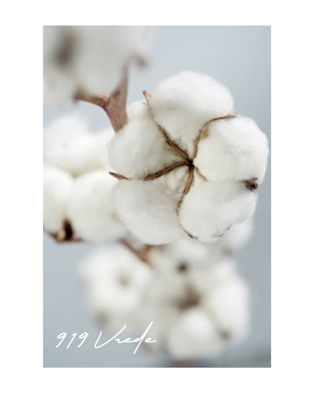 Why We’re Rethinking Cotton at 919 Vrede