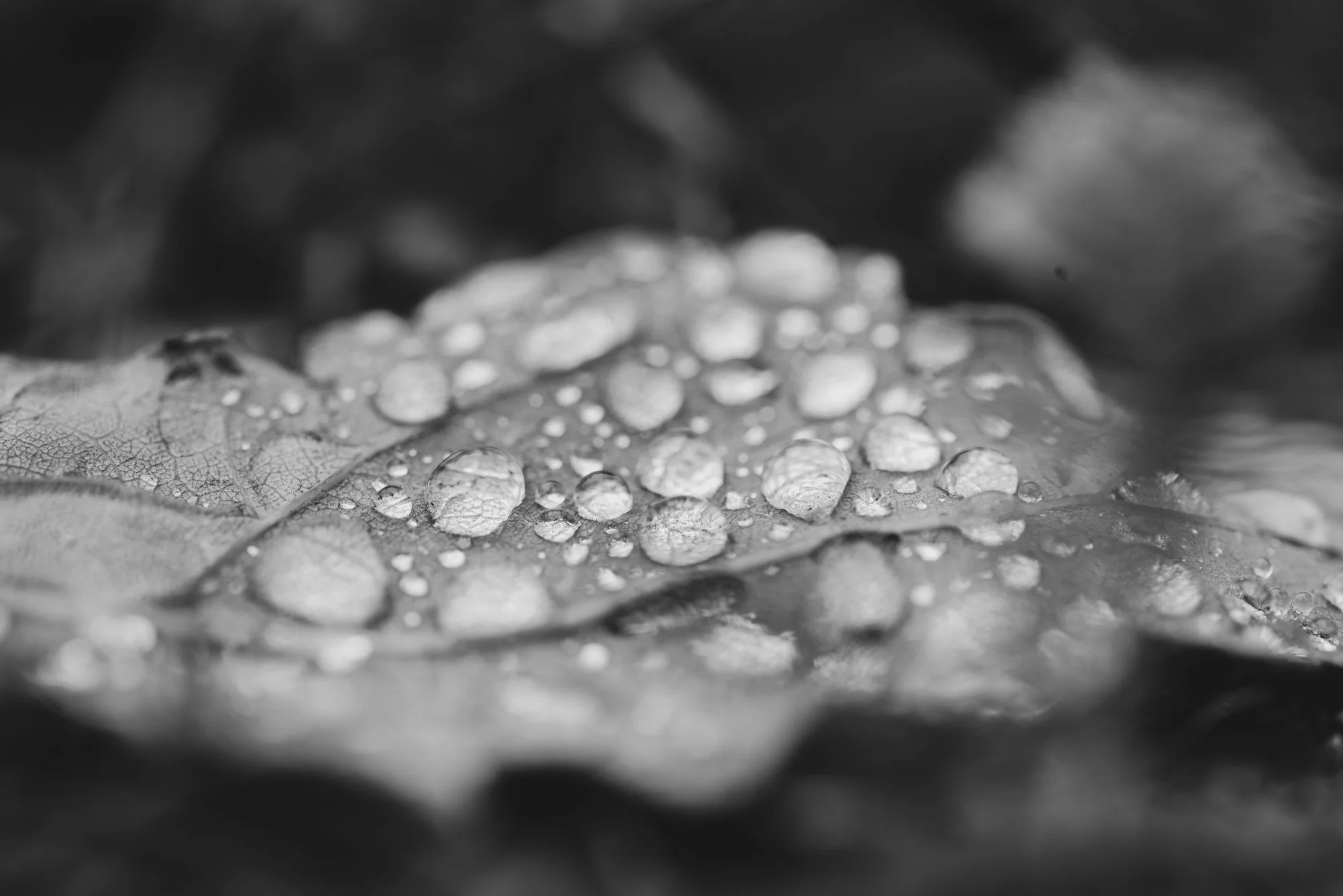 IMG_1219.jpg