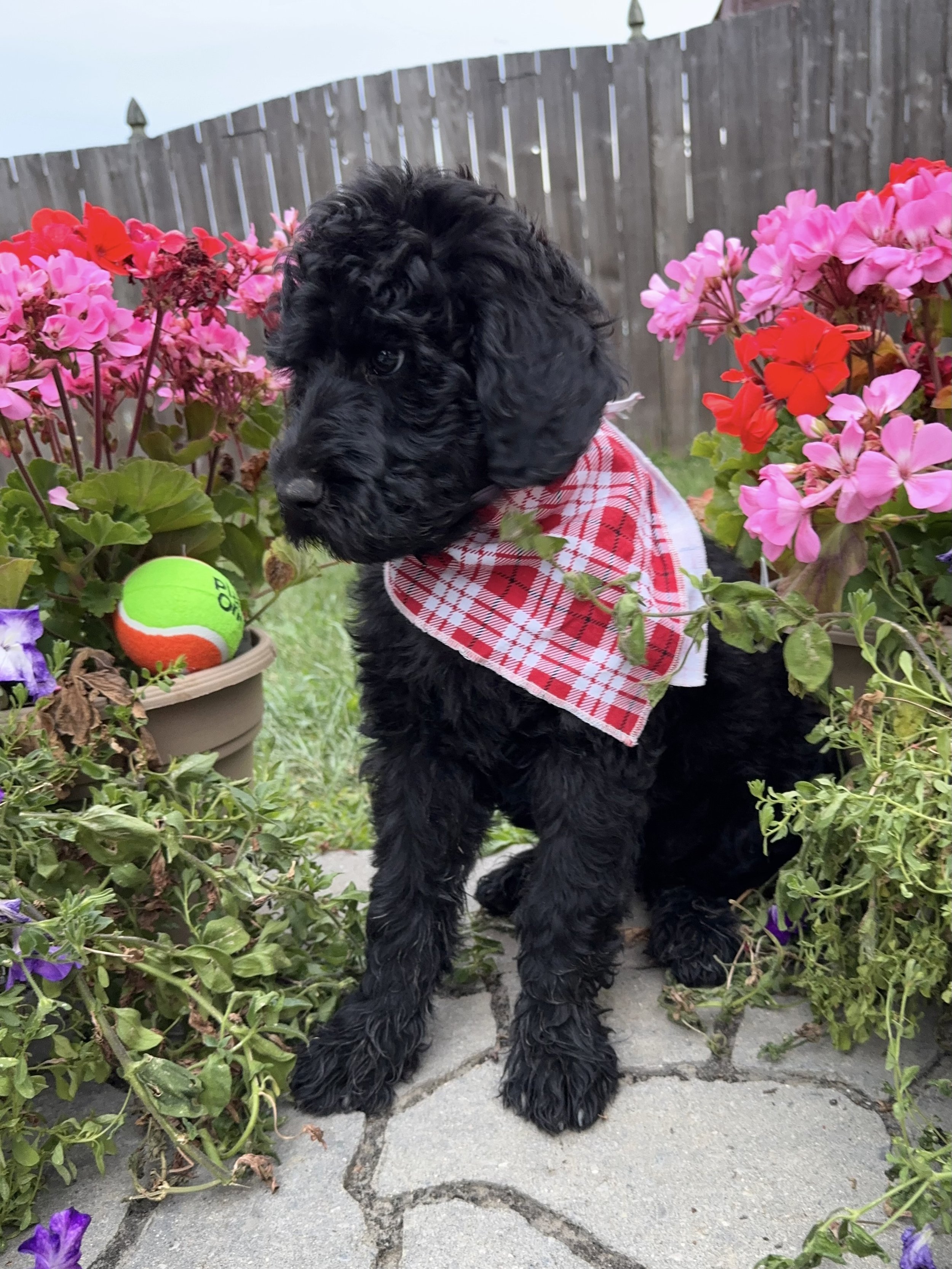 Muffin7.jpg