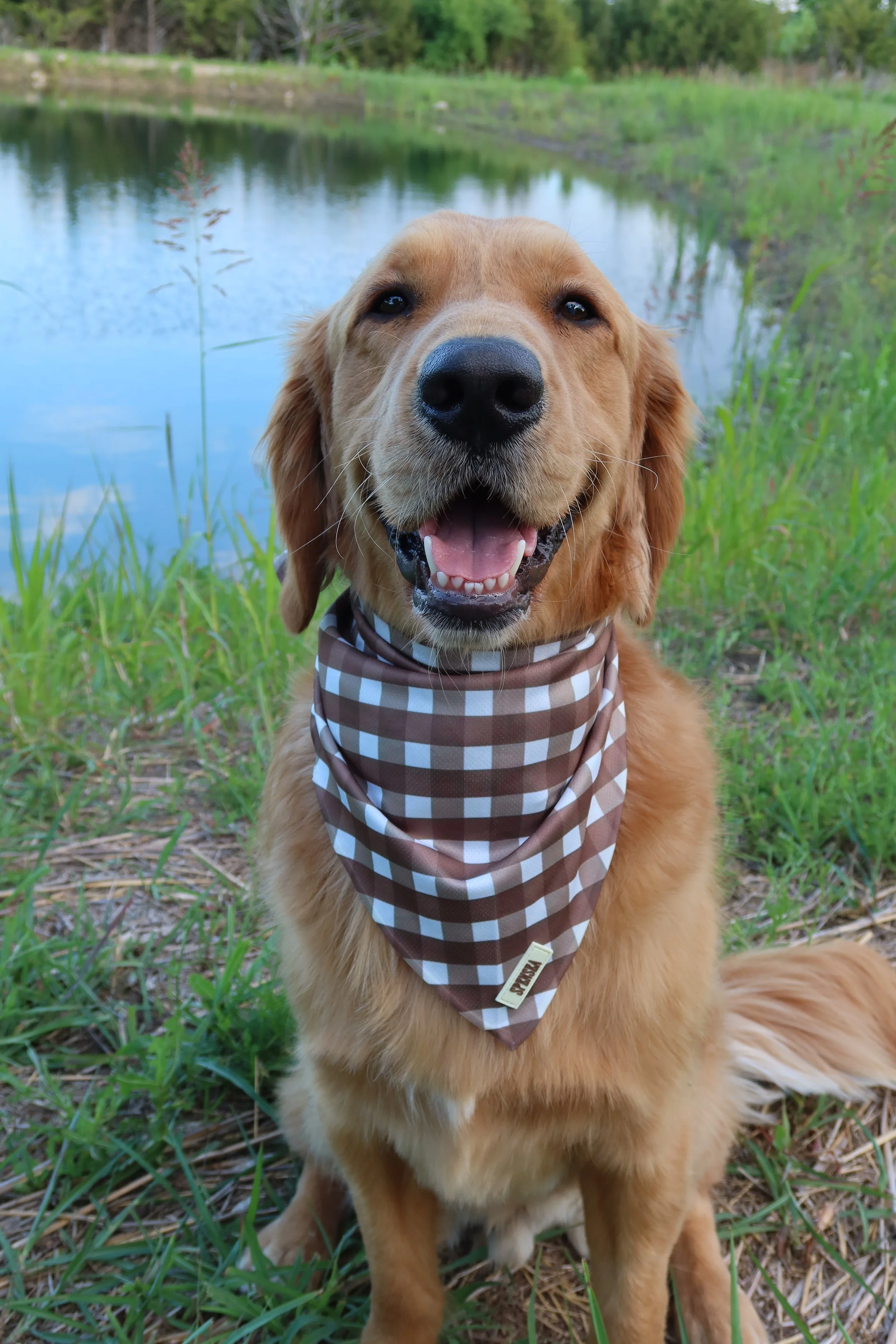 PICNIC BROWN DOG BANDANA