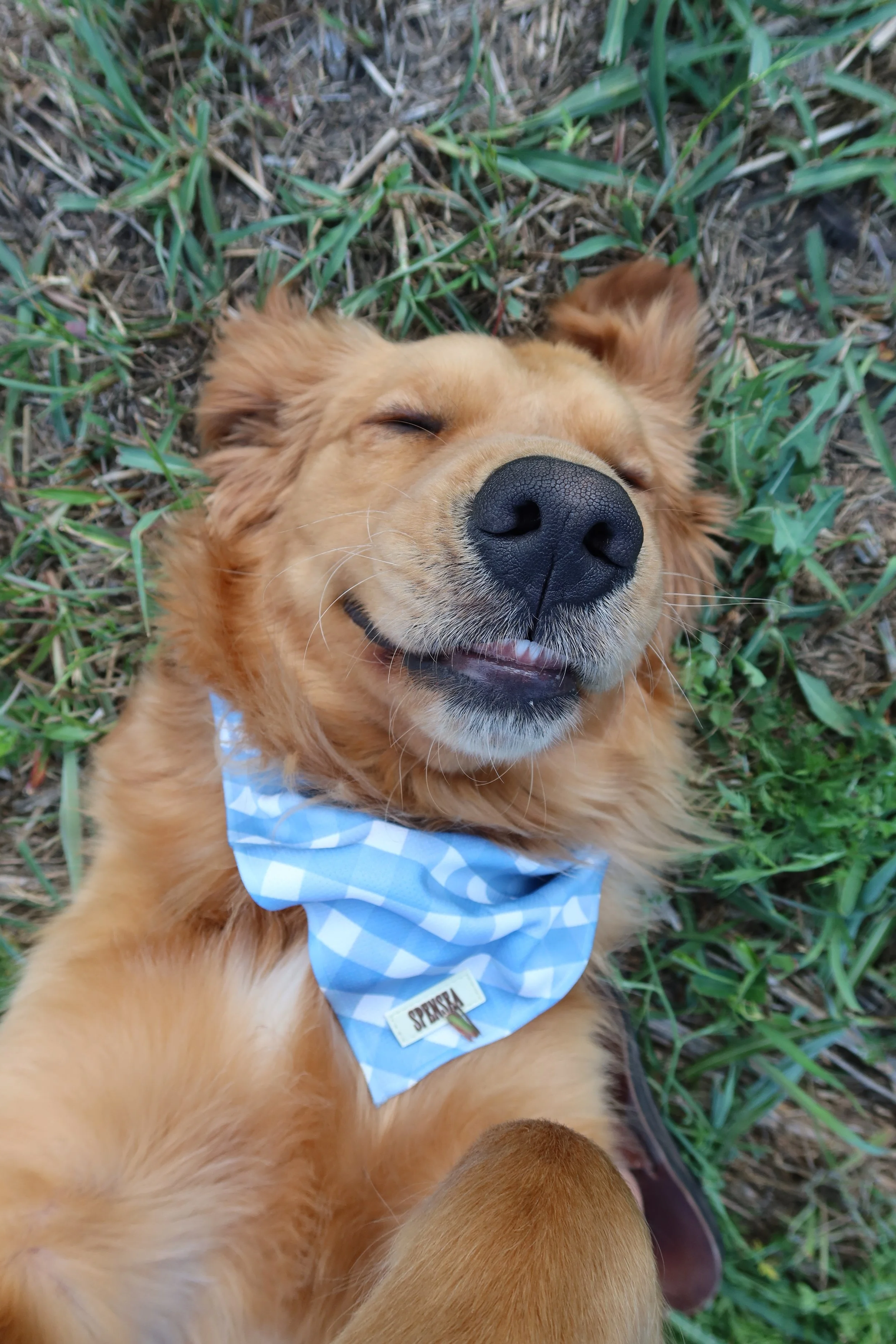 PICNIC BLUE DOG BANDANA