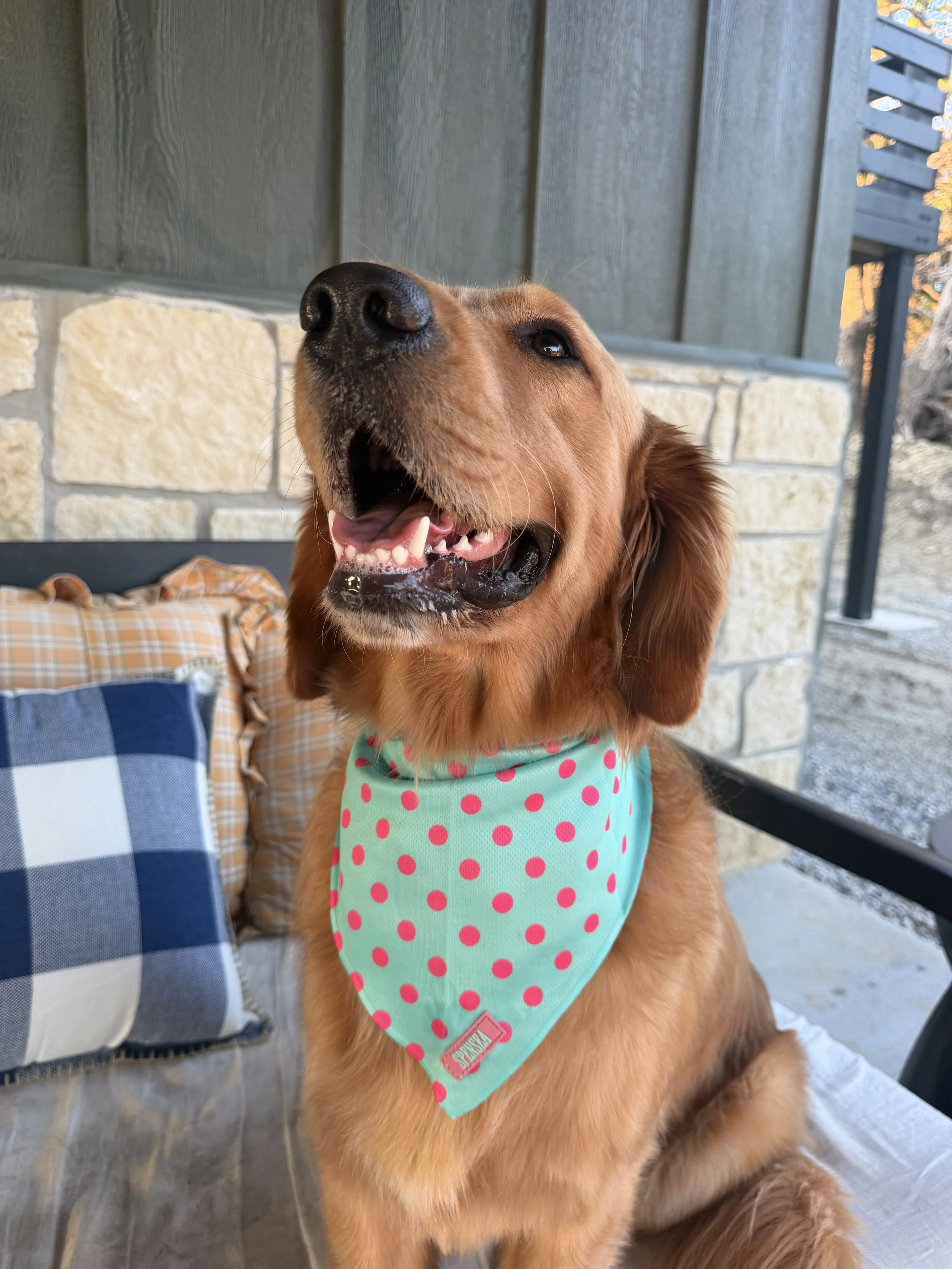 Polka Dot Dog Bandana