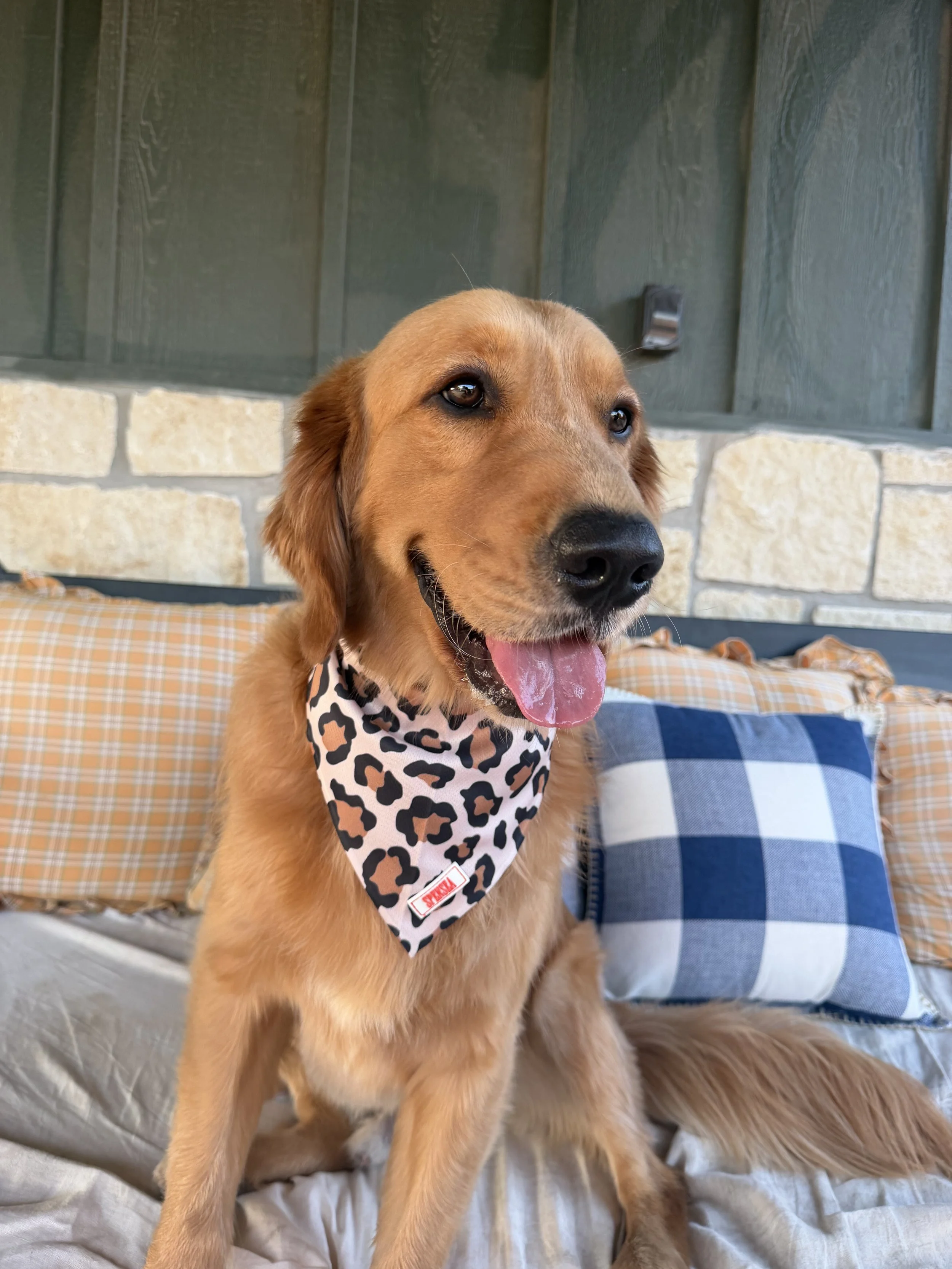 Untamed Dog Bandana
