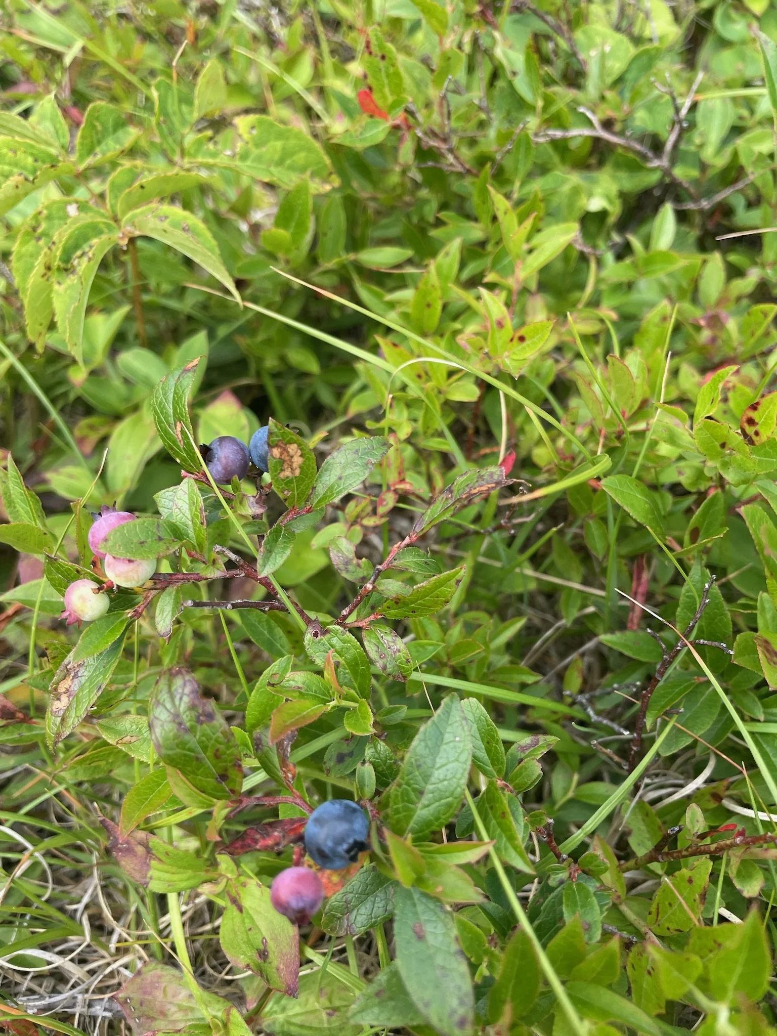 Blueberries.JPG